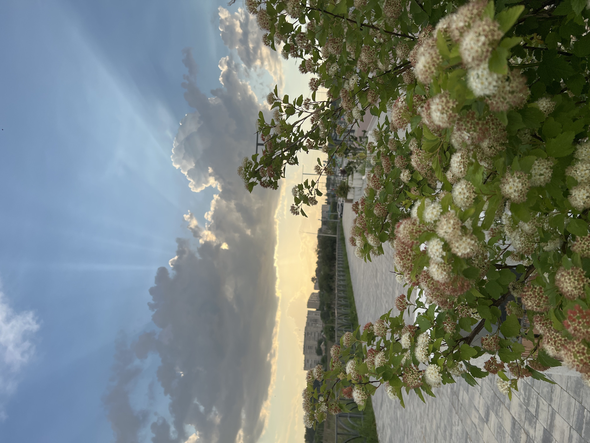 The image depicts a scene in Yekaterinburg, Russia, featuring a paved pathway running alongside a body of water, likely a river or canal, bordered by a decorative metal fence. In the foreground, a bush with clusters of small white and pink flowers is in bloom. Beyond the fence, buildings are visible in the distance, suggesting an urban or suburban setting. The sky above is a mix of blue and clouds, with rays of sunlight piercing through, indicating either sunrise or sunset. The lighting and cloud formations suggest a dramatic or picturesque moment. There are no people or vehicles immediately visible in the frame.