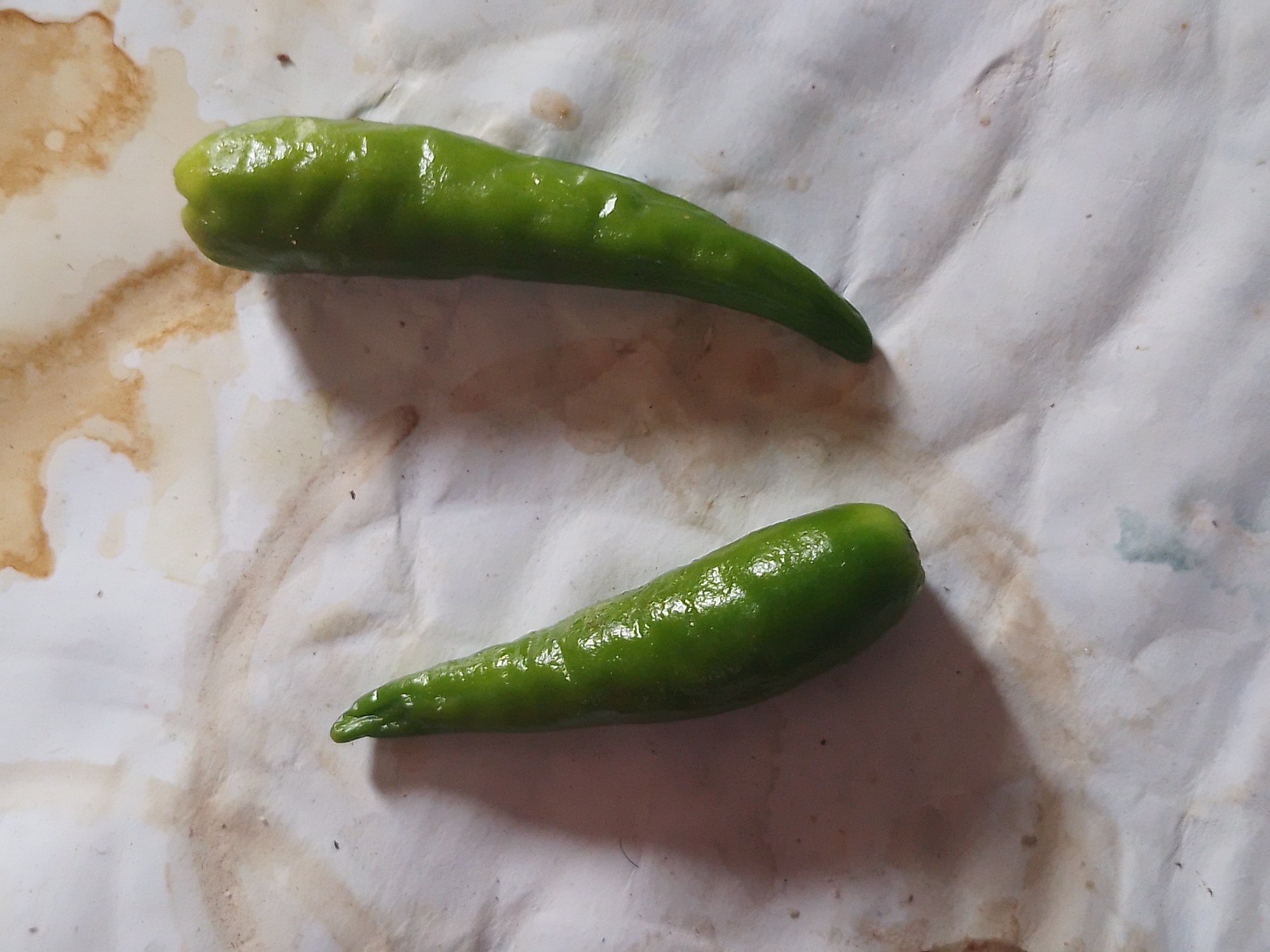 Two green chili peppers are arranged on a textured white surface with brown stains, possibly paper or fabric. The pepper on the left is longer and more slender, tapering to a point. The pepper on the right is shorter and wider, with a blunt end. Both peppers are slightly wrinkled and appear to be wet, reflecting light. The background shows variations in texture and color, suggesting an uneven surface or material. The lighting creates soft shadows around the peppers, indicating a light source from above and slightly to the right. The scene appears to be an indoor still life, with no indication of its specific location in Batu, Indonesia.