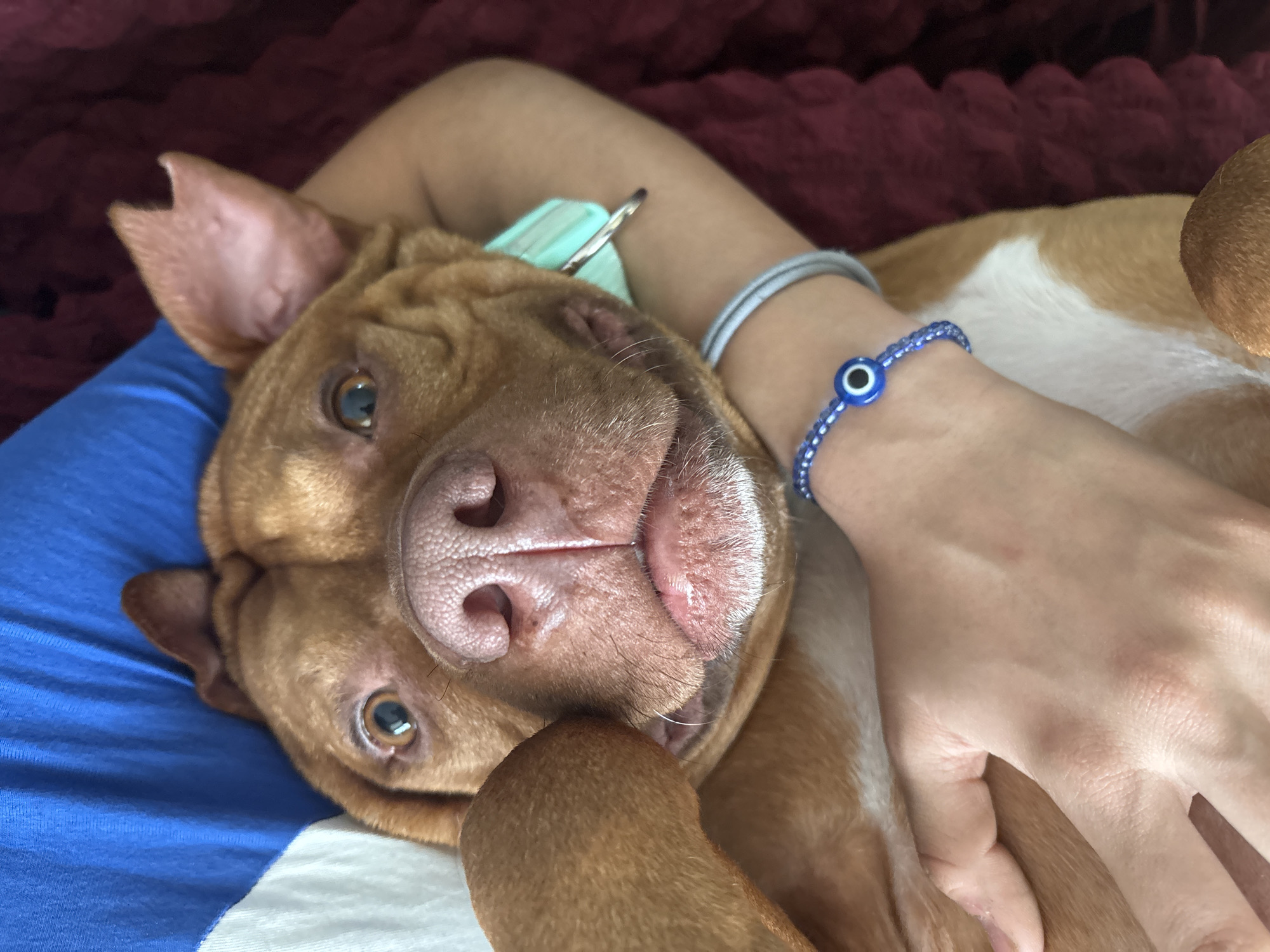 A tan dog with a large, pink nose is lying on its back on a blue and white striped surface, with a human arm draped across it. The human is wearing two bracelets, one gray and one blue with a blue and white "evil eye" bead. The dog has a light blue collar with a metal tag. The background is a reddish-brown color, possibly a blanket or sofa. The location is unknown, but is specified to be in Sofia, Bulgaria.