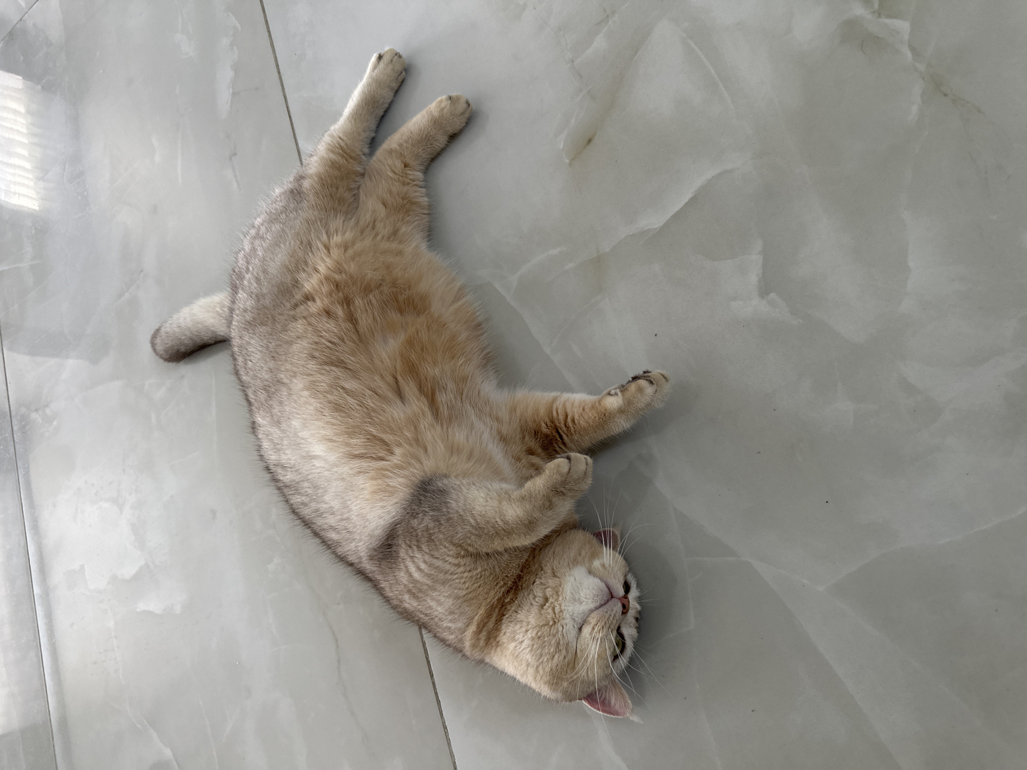 A cat with light golden fur is lying on its back on a floor with glossy, light gray marble-like tiles. The cat is positioned in the center of the frame, with its head near the bottom and its curled tail towards the left. Its paws are loosely curled. The floor tiles have subtle, light gray veins and variations in tone, giving them a natural stone appearance. No other objects or people are visible in the image. The location is Unknown, Unknown.