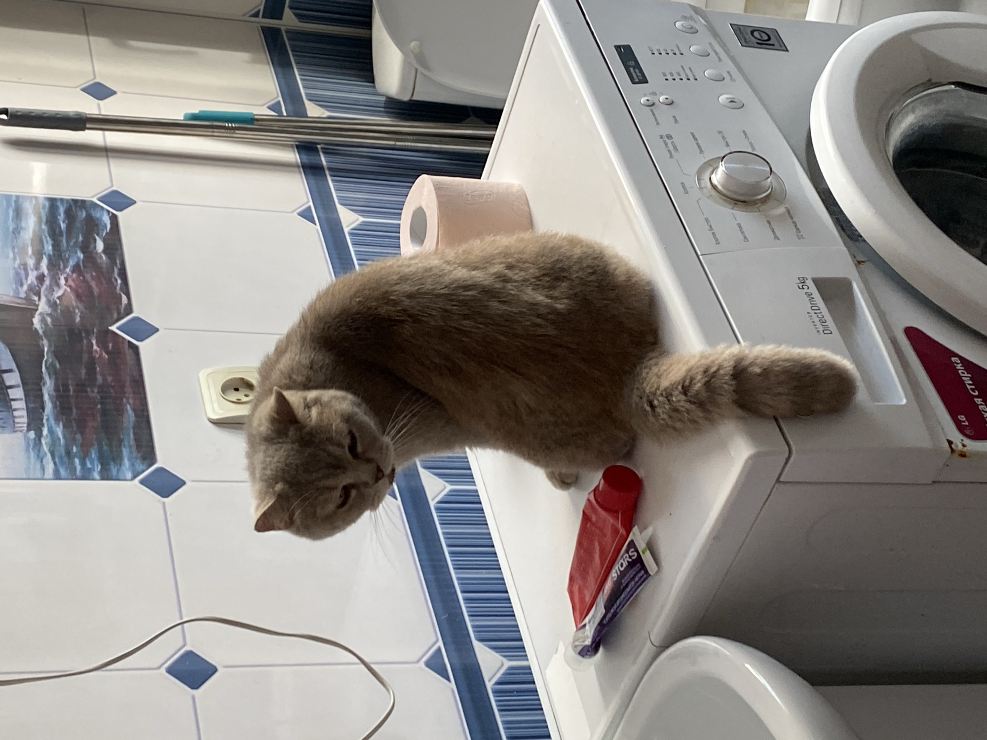 In a bathroom located in Kisliakovskaya, Russia, a light brown, fluffy cat sits on top of a white washing machine. The cat is facing away from the viewer and looking down. In front of the cat are a tube of toothpaste and a roll of pink toilet paper. The washing machine has a control panel with various buttons and a dial. To the left of the washing machine is the edge of a white sink. The wall behind the washing machine is tiled with white and blue patterns, and a painting of a ship on the water is visible on the upper part of the wall. A mop with a blue mop head stands vertically to the right of the washing machine. A power outlet is visible on the wall above the cat's head.