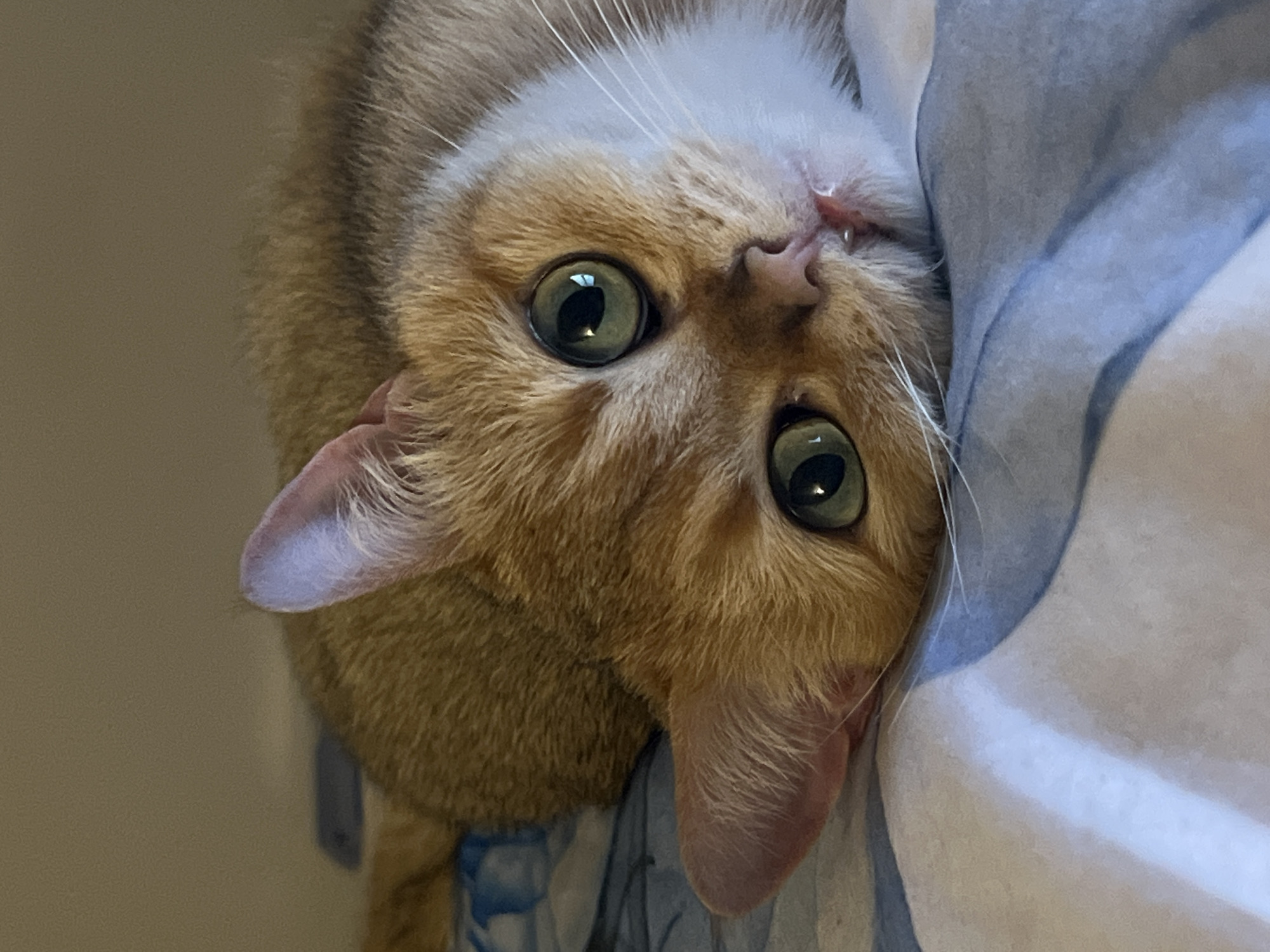 The close-up image captures a cat with light orange/ginger and white fur, looking directly at the viewer with its head tilted upside down. The cat's large, round, and striking green eyes are wide and attentive, reflecting a light source. Its nose and mouth are visible at the top of the frame due to the inverted perspective, and long white whiskers fan out from its snout. One ear is visible on the left, displaying a delicate pink interior. The cat appears to be nestled against a blue and white patterned fabric, likely bedding or a blanket, which fills the right side of the frame. The background on the left is a plain, light brown or beige wall. The overall impression is one of curiosity and playfulness, with the cat's intense gaze being the central focus. There are no discernible location cues, time of day indicators, or visible text in the image.