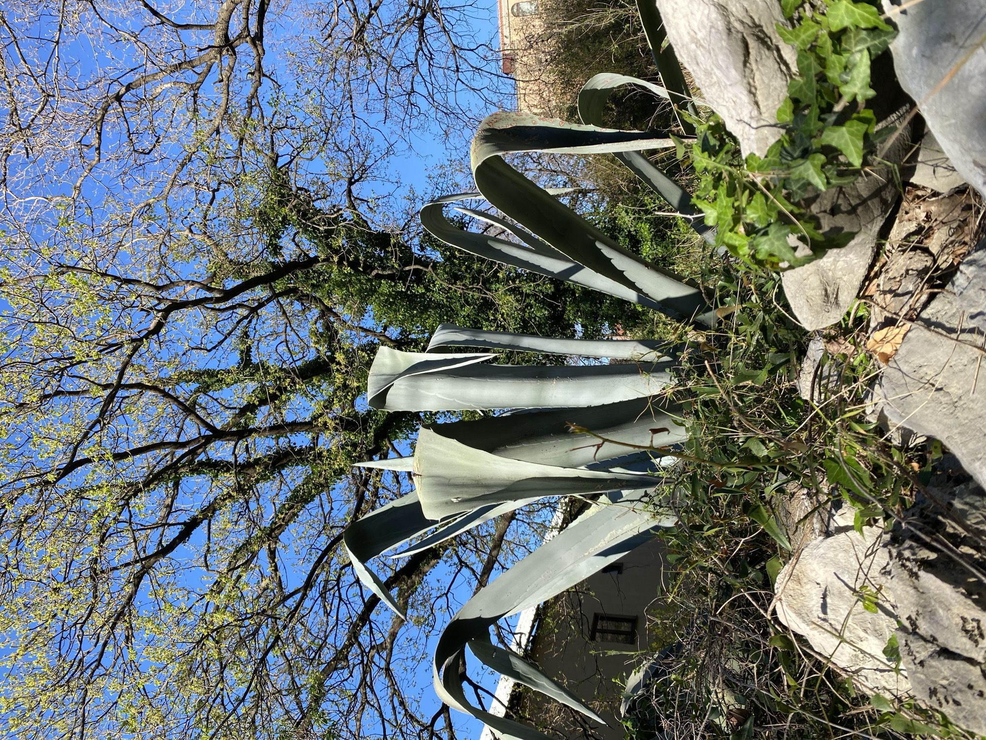 The image, rotated 90 degrees counter-clockwise, shows a close-up of a large agave plant with long, broad leaves. The plant is surrounded by rocks and some ivy. In the background, tree branches with sparse foliage reach towards a bright blue sky. A building can be seen behind the agave, indicating an urban environment. This photo was taken in the city of Budva, Montenegro.