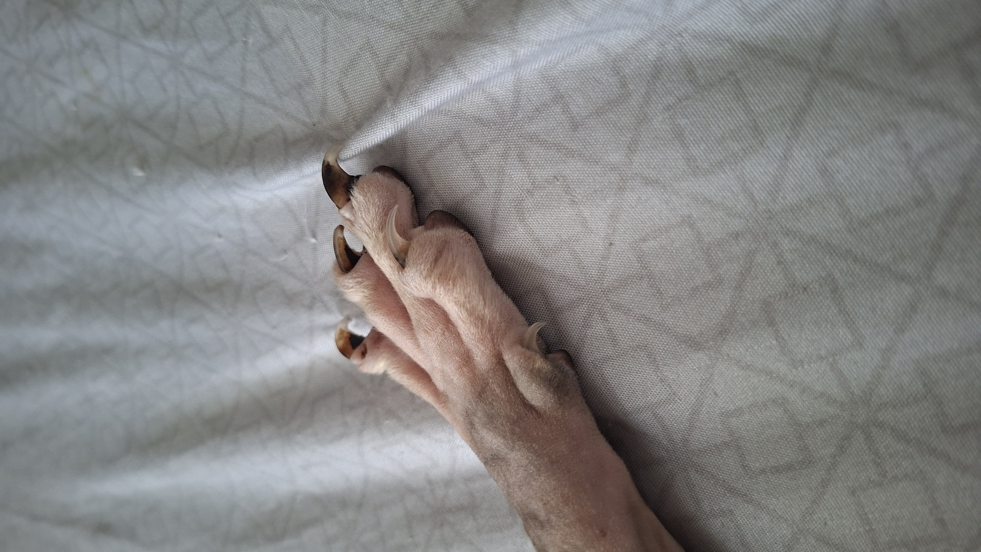 A close-up shot focuses on a dog's paw resting on a light-colored, textured fabric. The paw is light pink with short, fine hairs, and its claws are sharp and dark brown, some appearing worn. The fabric, possibly a bedsheet or blanket, has a subtle geometric pattern that creates a dimpled texture. The lighting suggests an indoor setting, likely a domestic environment. The exact location in Myadzyel, Belarus, is not discernible from the image itself.