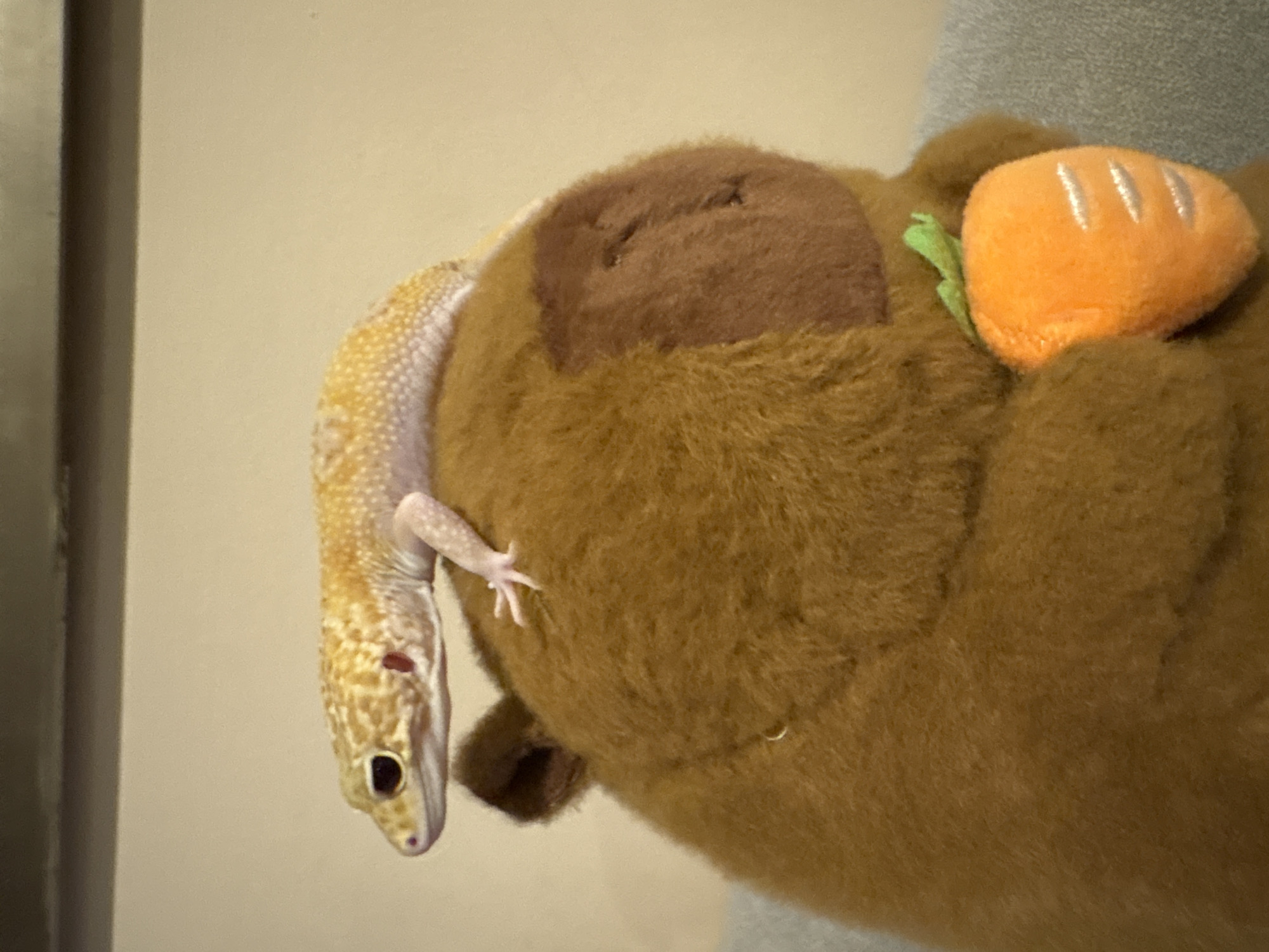 A leopard gecko is perched on top of a brown, plush toy, possibly a bear. The gecko is yellow with orange spots and has pink toe pads. The toy has a brown patch on its head and appears to be holding a small, orange plush carrot. The background is a plain, light-colored wall and a dark horizontal surface above it. The scene is indoors. There are no people or any discernible location in Nha Trang Ward, Vietnam.