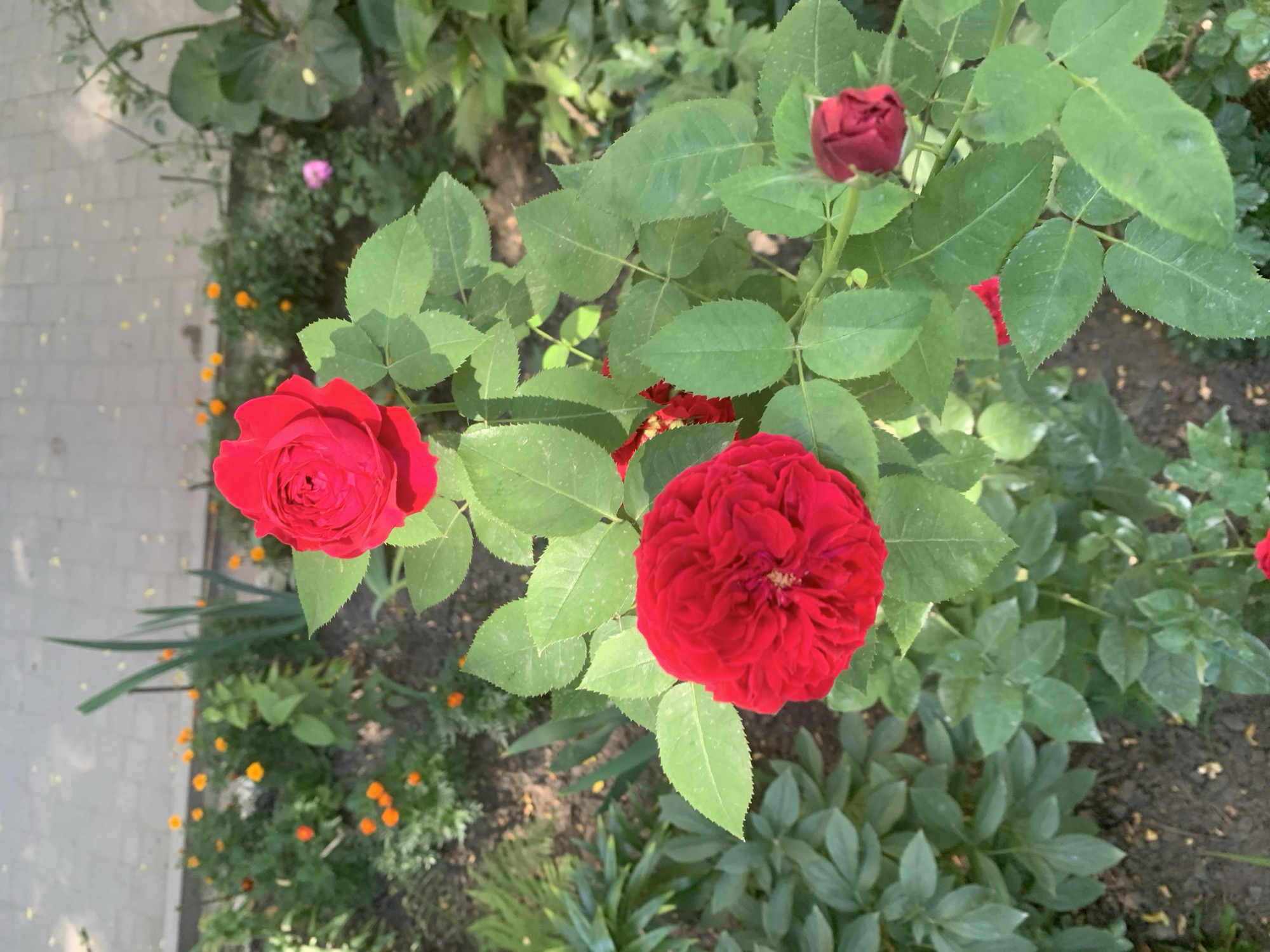 In Lviv, Ukraine, this image captures a close-up view of a red rose bush with three blooms and one bud. The rose bush is situated in a garden bed, with a paved walkway visible in the background. The garden also features smaller orange flowers and other green foliage. The lighting suggests it is daytime, with sunlight casting shadows on the walkway and illuminating the roses. The scene is static, with no people or animals present.