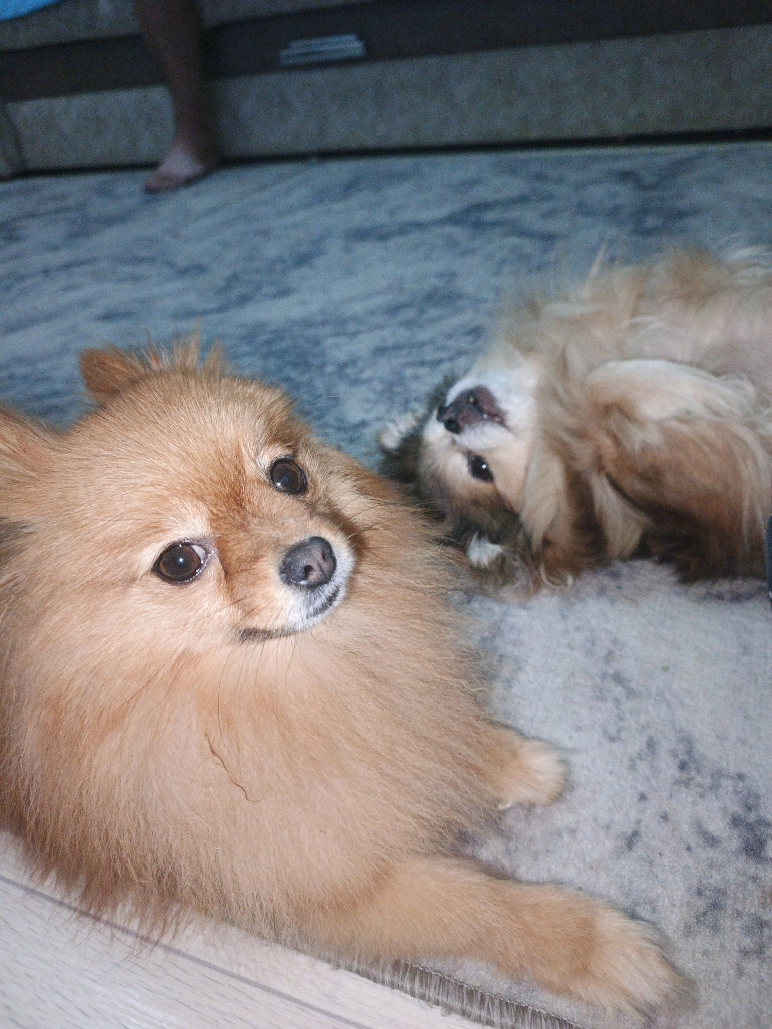 Two Pomeranian dogs are lying on a carpeted floor. The dog in the foreground is facing the camera, with its head tilted slightly. The dog in the background is lying on its back with its paws in the air, facing away from the camera. The floor appears to be a light-colored carpet with a subtle pattern. In the upper left corner of the image, a person's lower leg and foot are visible, suggesting the dogs are indoors in a residential setting. The image was taken in Zlatoust, Russia.