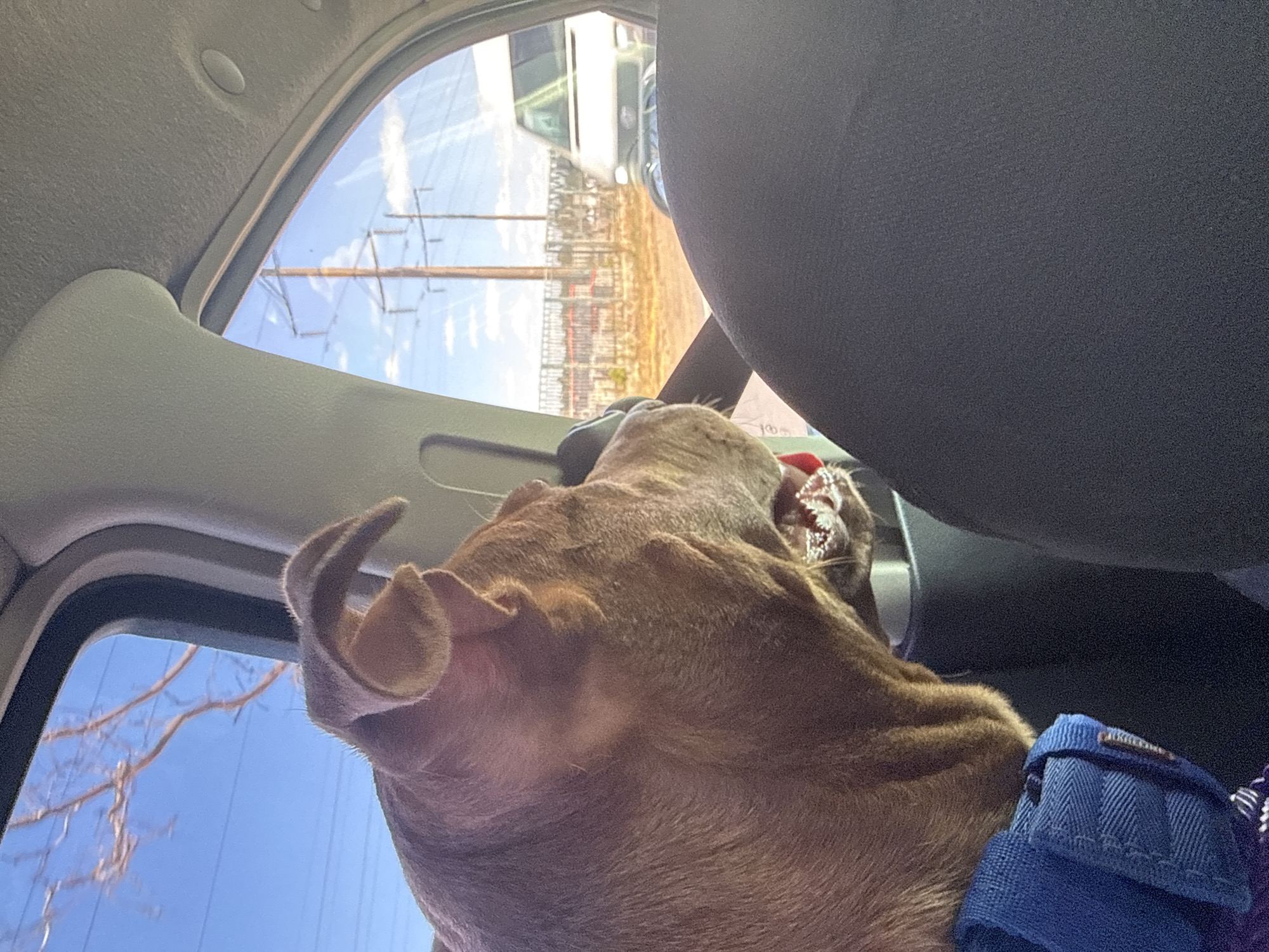 A brown pit bull dog with a blue harness is looking out the window of a car. The dog's head and neck are visible, as well as part of its body. The dog's mouth is slightly open, and its teeth are visible. The car's interior is visible in the foreground, with a dark seat on the right side of the image. Outside the window, a blue sky with some clouds can be seen, as well as power lines and a white van. The background is blurred, suggesting the car is in motion. The location is Usatove, Ukraine.