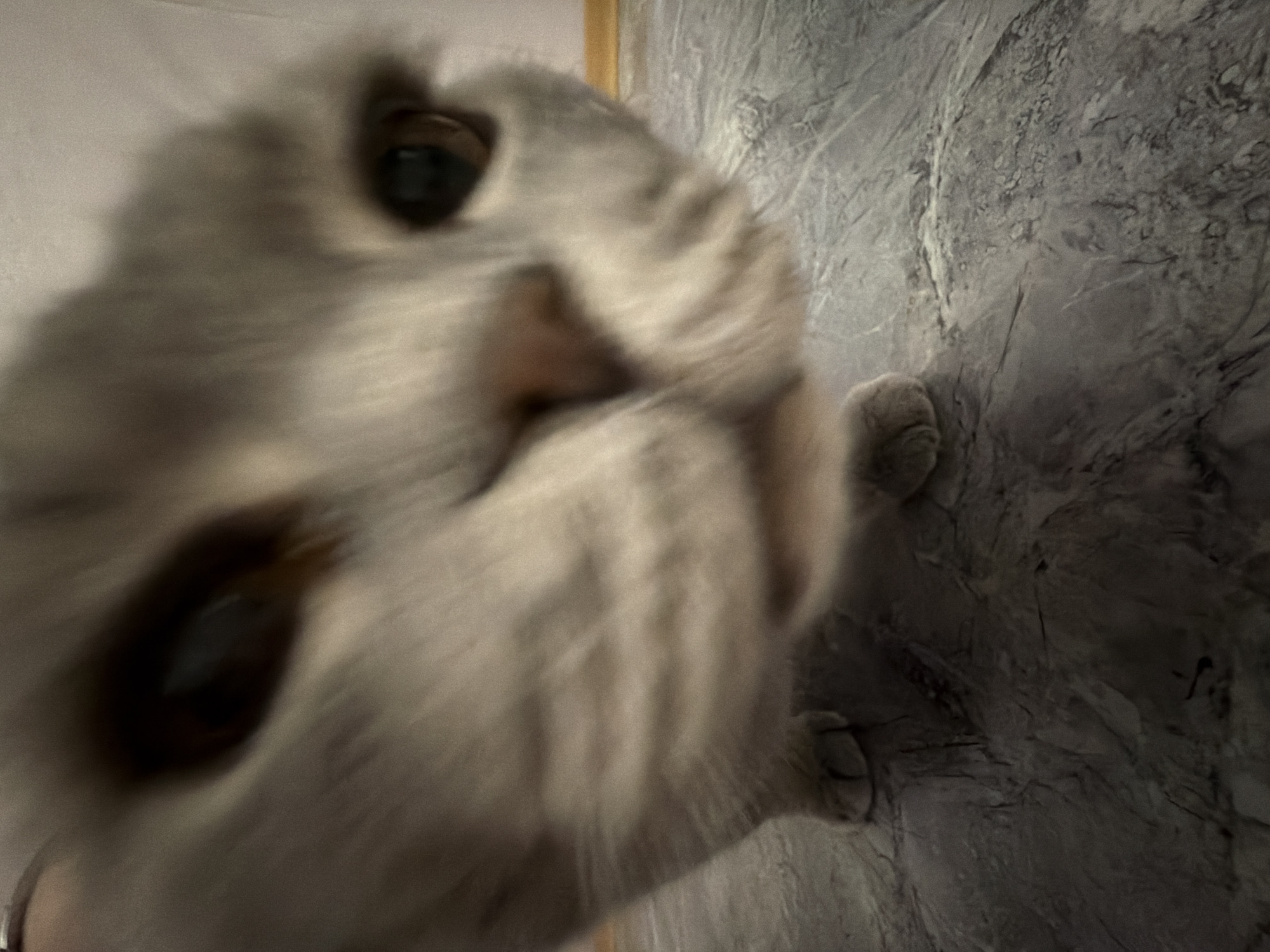 A light-colored cat is captured in a close-up, blurry photograph, likely taken indoors in Perm, Russia. The cat's face dominates the frame, appearing very close to the camera lens, which creates a sense of motion and intimacy. Its fur seems light grey or white, and significant blur makes precise identification of features difficult, though a dark eye on the upper left side of the image (the cat's right eye) is somewhat visible and focused. The cat's nose and muzzle are centrally located but heavily blurred. A furry paw with visible paw pads rests on a textured, greyish surface in the lower right quadrant of the image, suggesting a wall or floor. Another blurred paw is partly visible on the lower left. The background beyond the cat's face reveals more of this textured, possibly stone or concrete, surface. A narrow strip of lighter material, perhaps a wooden door frame or furniture, is faintly visible in the upper background. The overall lighting is dim, contributing to the blurred, candid aesthetic. The cat appears to be looking directly at the camera, conveying a sense of curiosity or playfulness. There is no visible text in the image.