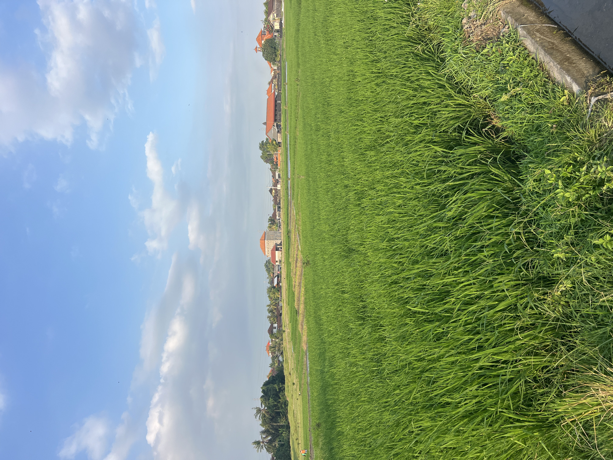 A wide, eye-level shot captures a lush green rice paddy field stretching towards a village under a bright blue sky with scattered white clouds. The foreground is dominated by the dense, verdant stalks of rice plants, their leaves forming a textured carpet. To the right, a concrete irrigation channel runs along the edge of the field, with dark water flowing within it and overgrown vegetation on its banks.
In the mid-ground, the village unfolds with a collection of buildings, many featuring terracotta tiled roofs. Some structures are modest homes, while others appear to be larger buildings or perhaps small temples, identifiable by their architectural styles and prominent roofs. Scattered trees, including palm trees, dot the landscape between the buildings, adding variation to the green expanse. The rice fields continue beyond the immediate village, suggesting a rural setting.
On the far left of the mid-ground, a lone figure in an orange shirt is visible, possibly a farmer working in the fields. The overall impression is one of a serene, rural landscape, typical of agricultural areas in Kediri, Indonesia. The lighting suggests it is late afternoon or early morning, with the sun casting a gentle glow on the scene.
