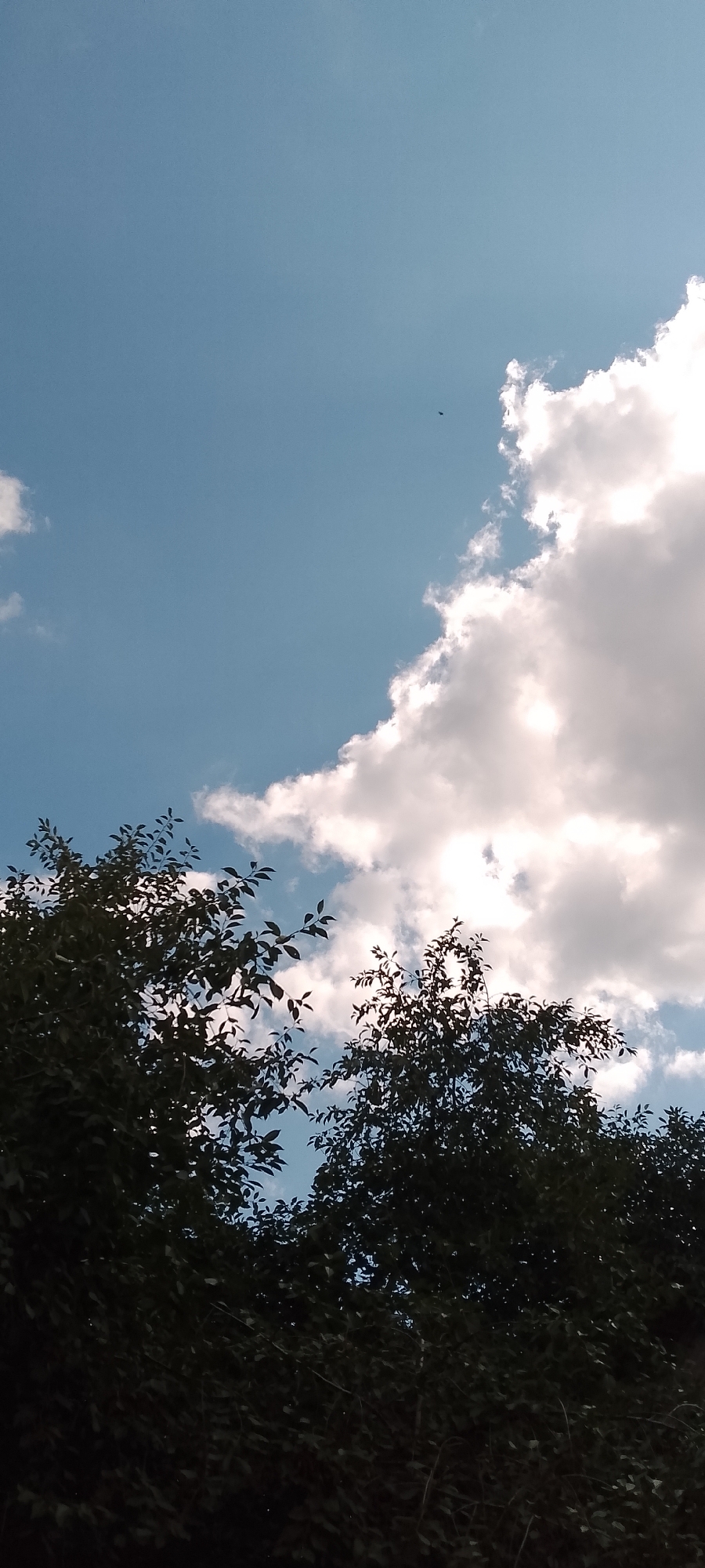 A low-angle shot captures the sky with dark tree silhouettes in the foreground. The sky is a bright blue, partially obscured by large, fluffy white clouds on the right side. A small, dark object, possibly a bird or insect, is visible in the upper center of the sky. The trees are dense with dark green leaves, and their branches reach up towards the sky. The image does not contain any elements to suggest a specific location in Belgorod, Russia.