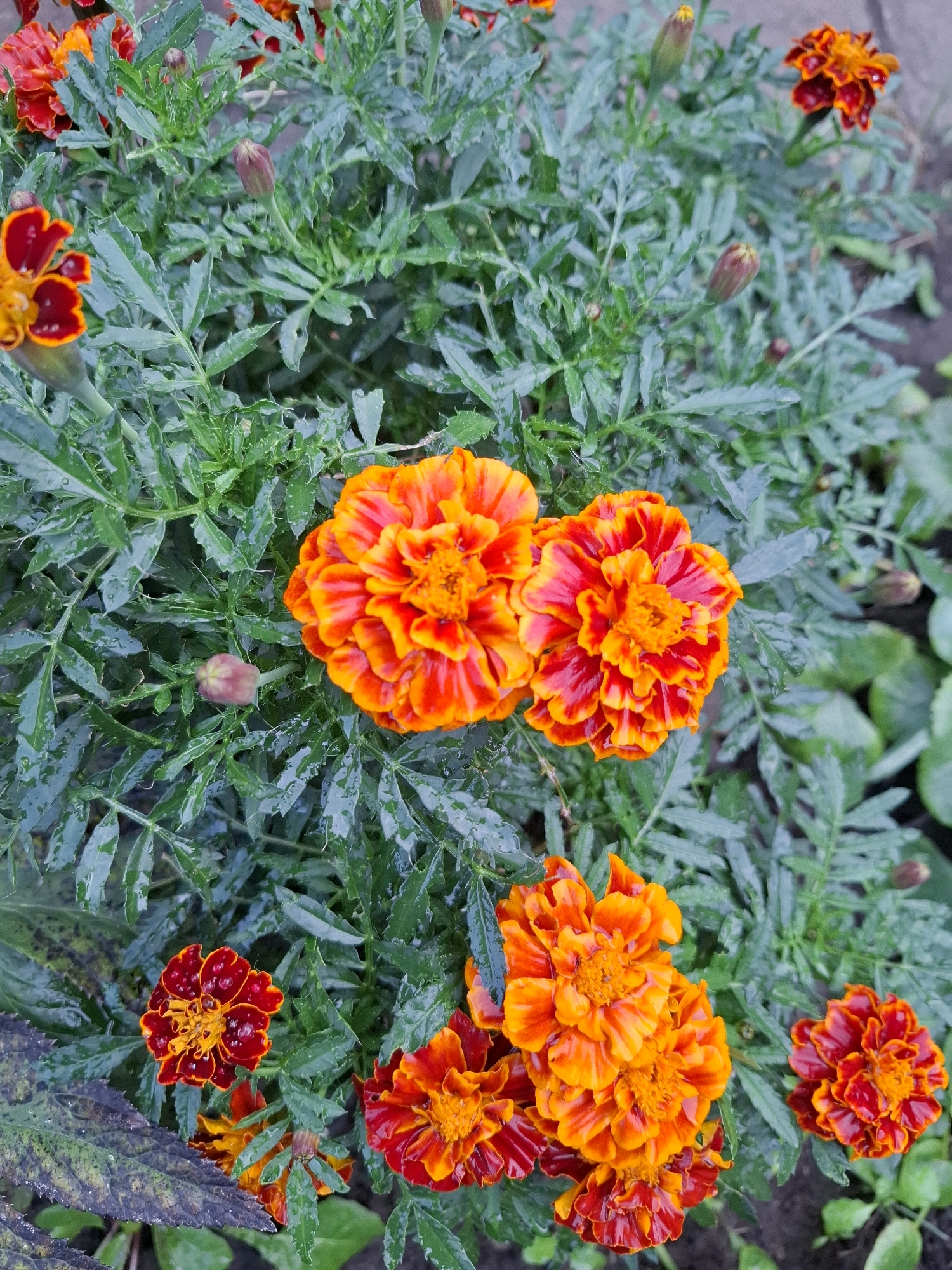 The image shows a cluster of marigold flowers with vibrant orange and red petals, interspersed with green, serrated leaves. Several buds are also visible, some closed and others partially open. The foliage appears slightly wet, suggesting it may have recently rained. The background is blurred, but a dark, earthy surface, likely soil, is discernible. The scene is set outdoors, possibly in a garden or park. There are no people or animals present in the image. The flowers are the primary focus, with their detailed textures and rich coloration. The overall impression is one of natural beauty and the lushness of a garden in bloom. The question regarding the location in the city of Tyumen, Russia, cannot be answered based solely on the visual information provided in the image.