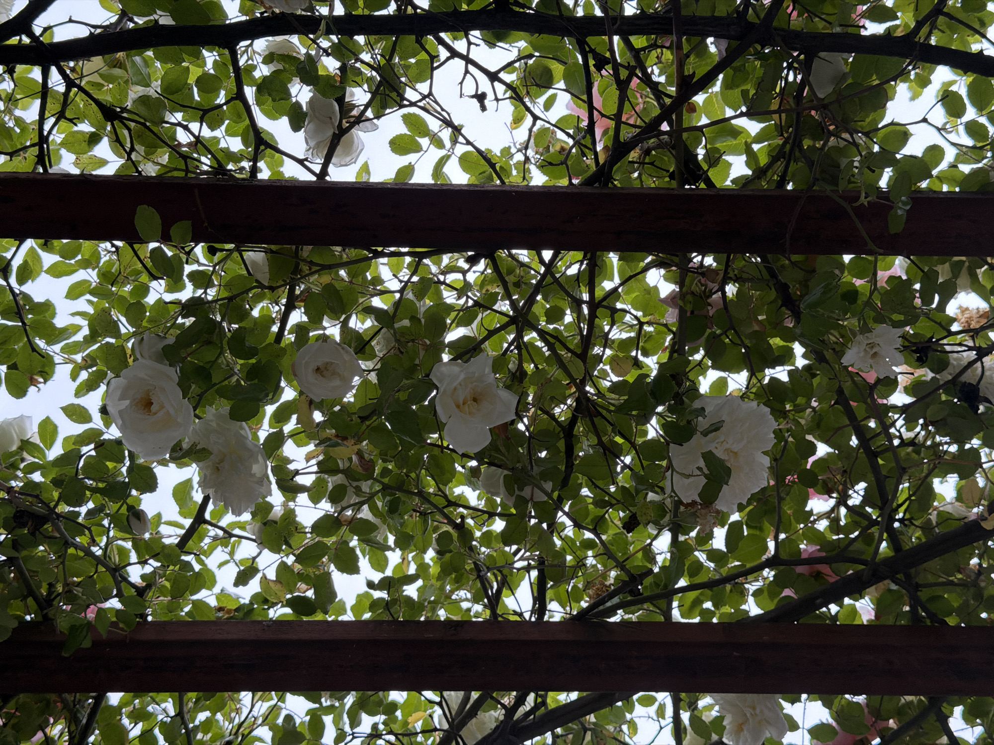 The image shows a view looking upwards through a canopy of white roses and green leaves, framed by two dark wooden beams of what appears to be a pergola. The white roses are in full bloom, with some showing a hint of yellow at their centers. Their petals are delicate and layered. Thorny branches and lush green foliage create a dense network above and around the wooden structure. The sky is visible through the gaps in the leaves, appearing bright and overcast, suggesting a cloudy day. The overall impression is one of natural beauty and tranquility, with the roses and greenery creating a peaceful, overgrown aesthetic. The location context of Borjomi, Georgia, implies this could be a garden or a park setting. There is no visible text in the image.