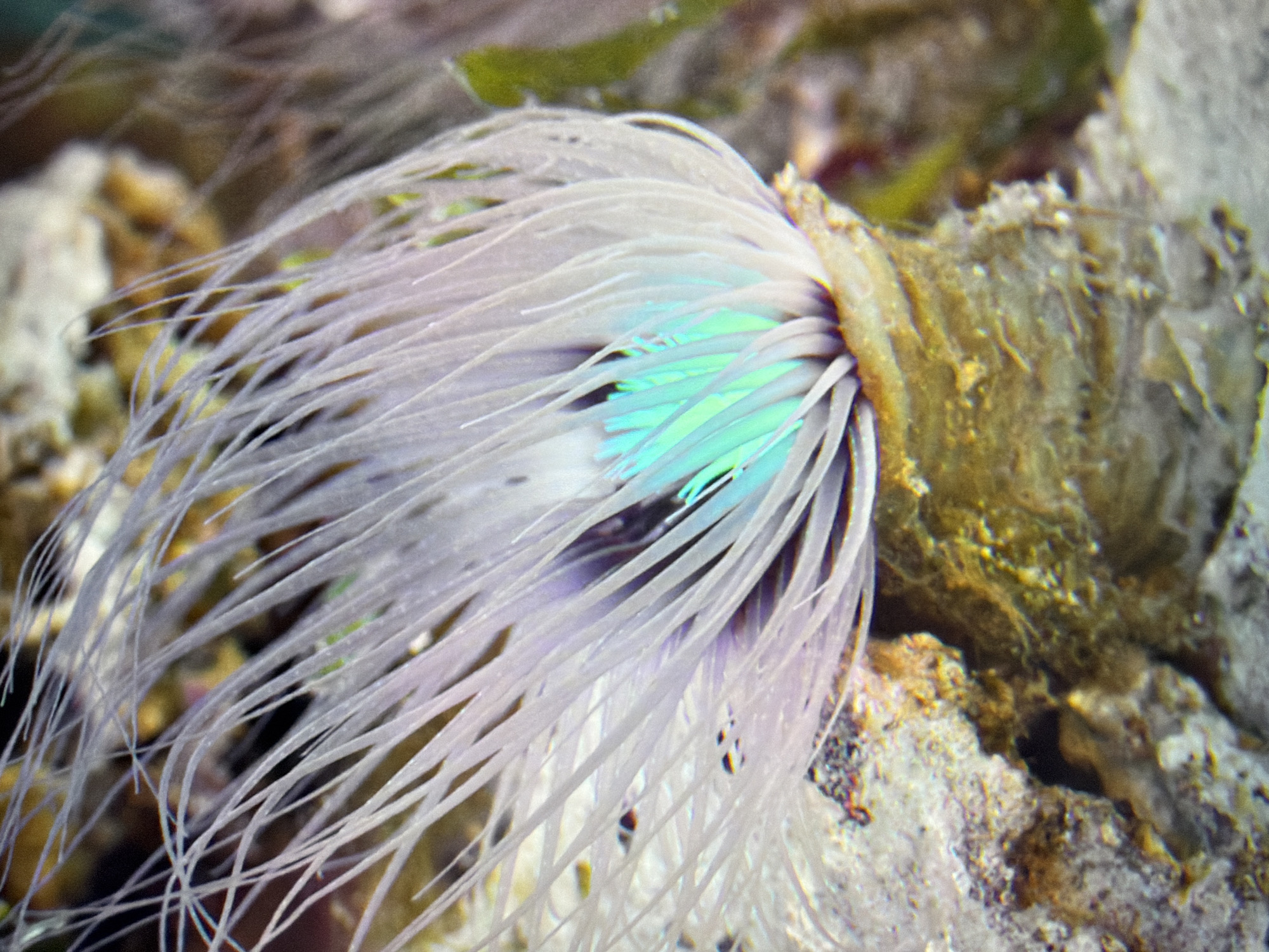 A close-up, vertical, eye-level shot captures a vibrant sea anemone. The anemone's crown of long, thin, translucent tentacles, colored in soft purples and whites, fans out from a central stalk. The inner mouth of the anemone reveals striking turquoise and bright green hues. The anemone is attached to a rough, textured surface that appears to be a rock or coral formation, with a sandy or rocky substrate visible below. The background is blurred, suggesting an underwater environment with hints of green aquatic plants and darker shadows. The image is sharply focused on the anemone, with the rest of the scene softly out of focus. There are no people or animals present. The scene appears to be in an aquarium. The image is undated and has no discernible connection to Kyiv, Ukraine.
