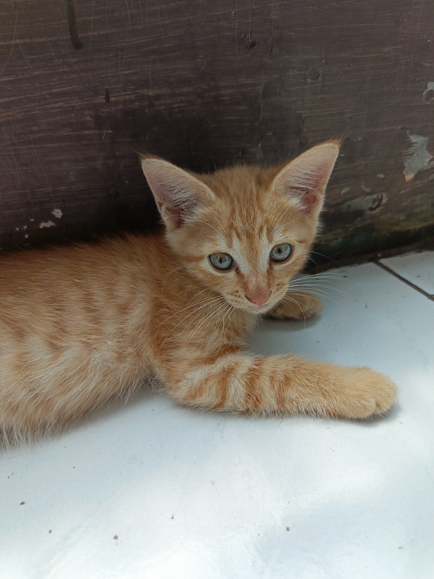 An orange tabby kitten lies on a light-colored tiled surface in front of a dark, textured wooden surface. The kitten is positioned facing the camera with its head slightly turned to the left. Its eyes are wide and a striking blue-green color. The kitten's fur exhibits distinct orange stripes. One of its front paws is extended forward. The background shows a transition from the dark wooden wall to the tiled floor, with a shadow cast across the floor from the wooden surface. The scene appears to be outdoors or in a partially enclosed space with natural lighting. The location is identified as Margajaya, Indonesia.