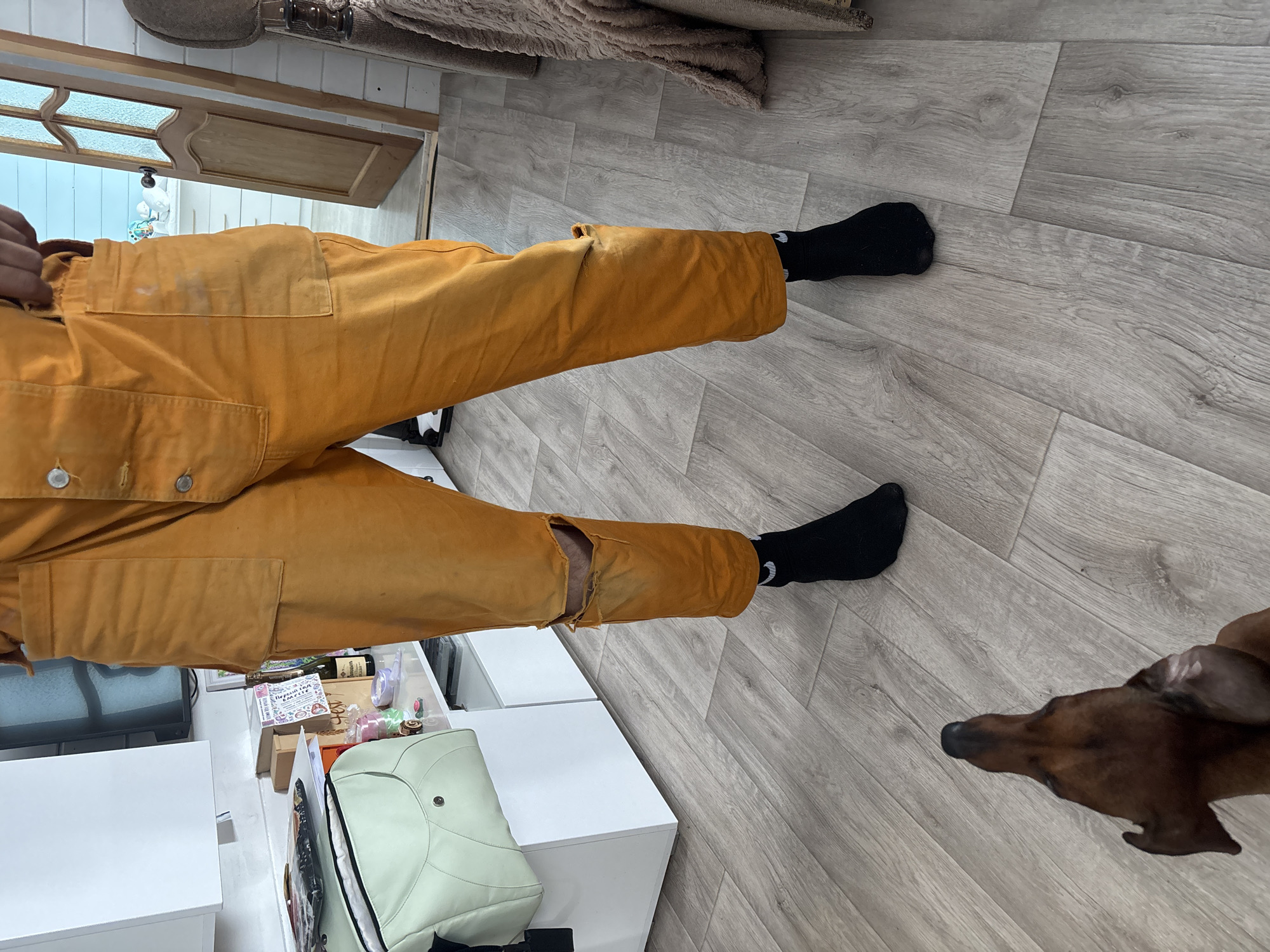 This eye-level indoor shot captures a person's lower body and a dog, set against a light-colored wooden floor, likely in a home in Раздолье, Russia. The main subject, a person, is wearing bright mustard yellow or orange overalls/work trousers. These garments appear well-worn, showing distinct tears at both knees and possible stains or discoloration on the upper left thigh. The person is wearing plain black socks.
To the right, a brown, short-haired dog (possibly a Dachshund or similar breed) is partially visible, with its head and part of its back facing left and looking downwards towards the person's feet.
The background features light gray wood-effect laminate flooring. On the left, a series of white cabinets or storage units are visible, holding various items. These include a light green bag or backpack, several small bottles, and a prominent wine bottle with a partial label reading "Rheinhess...". A small white box on the cabinet surface clearly displays Russian text: "ПЕРВЫЙ РАЗ НА ЕМОДЕ" (First time on emod), confirming the Russian context. Further back, a light wooden door with decorative patterned or frosted glass panels and a dark handle is discernible. A textured brown rug is partially visible in the upper background. The scene suggests a casual daytime setting.