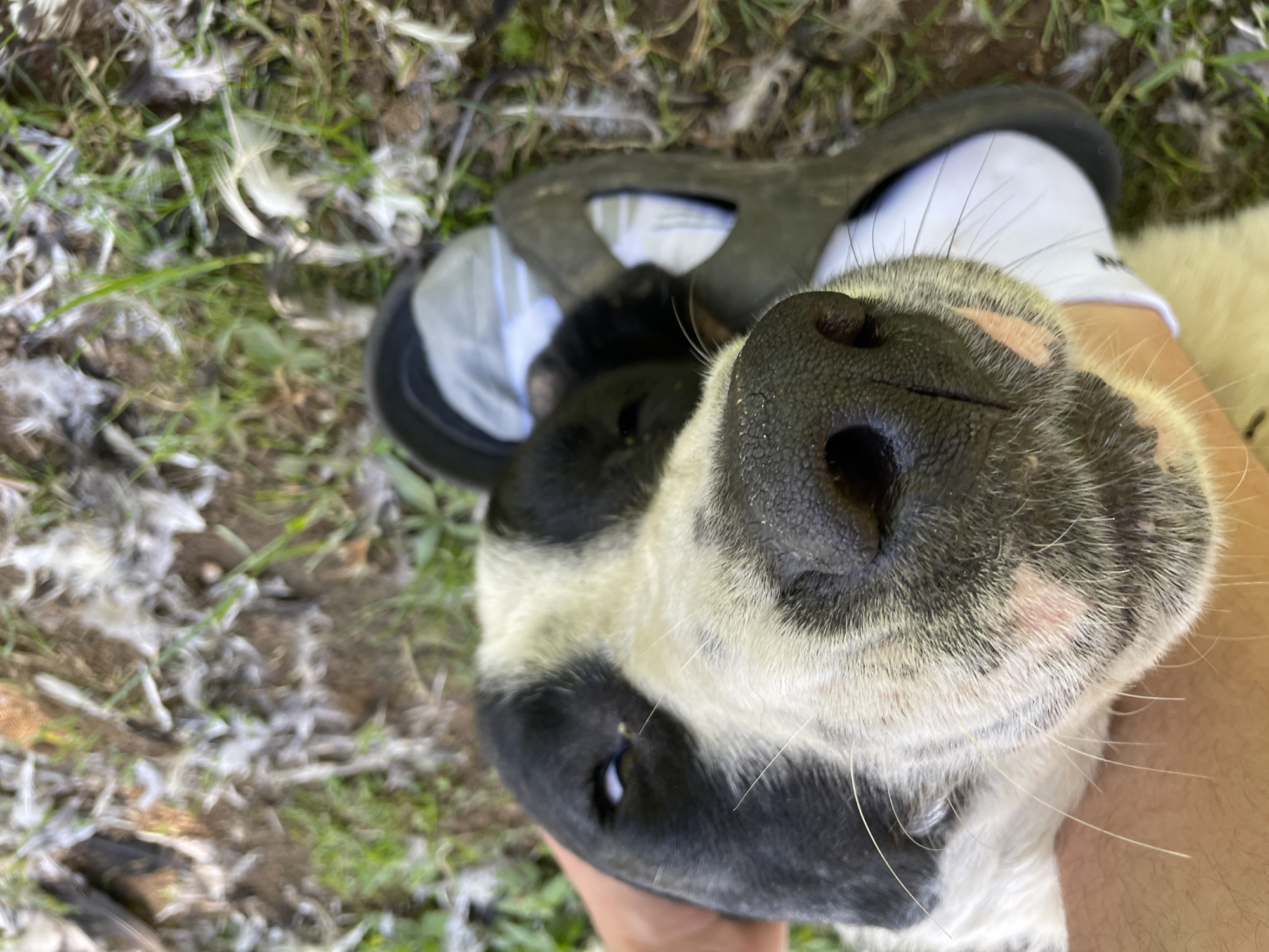 The image shows a close-up of a black and white dog's face, lying on its back. A black sandal is visible near the top of the frame, resting on a white sock. The ground is covered in grass, dirt, and what appears to be white feathers or fluff. The location is not identifiable as Zlatograd, Bulgaria, from the visible content.