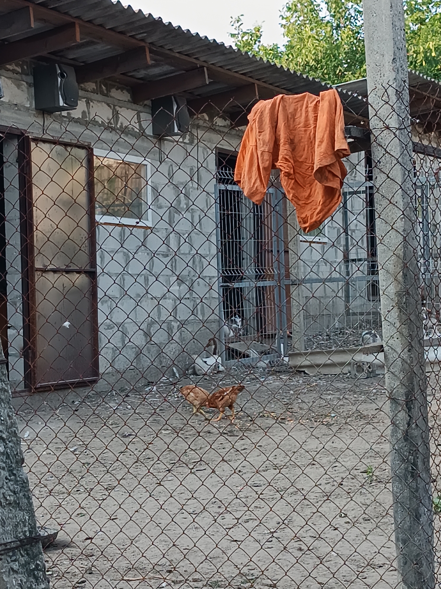 This media file captures an outdoor scene, likely in a rural setting such as Leușeni, Moldova, as indicated by the provided context. The foreground is dominated by a chain-link fence, with a concrete post on the right. Beyond the fence, the scene reveals a somewhat dilapidated structure, possibly a shed or animal enclosure, with a corrugated metal roof supported by wooden beams. Two black speakers are mounted on the exterior wall of this structure, suggesting a possible public address system or an older sound setup.
Hanging from a line above the structure is a large piece of orange fabric, likely clothing, that has been laundered and is drying in the open air. The wall of the building appears to be constructed from concrete blocks. A doorway or window with a brown metal frame is visible on the left side of the structure.
In the middle ground, a few chickens are present on the sandy ground within the fenced area. One chicken, predominantly brown, is walking. Further inside the enclosure, through a metal grate, other animals, possibly more chickens or ducks, can be seen. The ground is covered in dirt and scattered debris, indicating a practical, utilitarian space rather than a manicured garden.
The overall impression is one of a working farm or homestead, possibly with signs of aging. The lighting suggests it is daytime, with natural light illuminating the scene. There is no visible text within the image. The weather appears to be fair, with green trees visible in the background behind the structure. The activity is passive, depicting the everyday environment of the location.