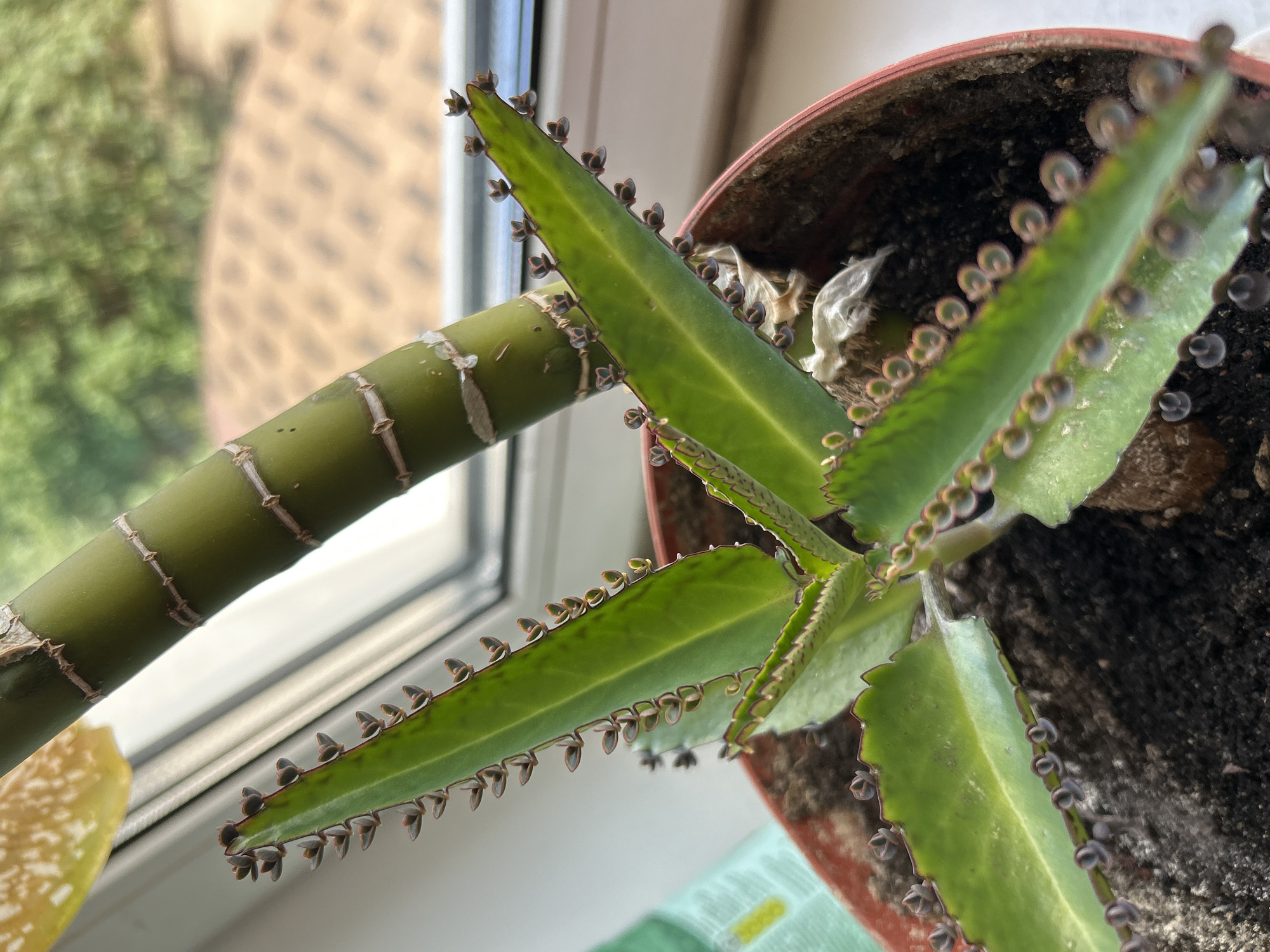 A close-up, eye-level, medium shot captures a Mother of Thousands plant in a red plastic pot filled with dark soil. The plant's long, green, fleshy leaves are arranged in a rosette pattern, with small, dark-tipped plantlets emerging from the serrated edges of the leaves. A thicker, segmented green stalk, possibly from another plant, is visible behind the Mother of Thousands, leaning into the frame from the upper left. The background shows a blurred window with a view of green foliage and a terracotta-tiled roof, suggesting an indoor setting near a window. The lighting is natural and bright, casting subtle shadows. No people are present, and no actions are being performed. The scene is static. The image does not provide any information that would allow for the determination of a specific location within Zelenograd, Russia.