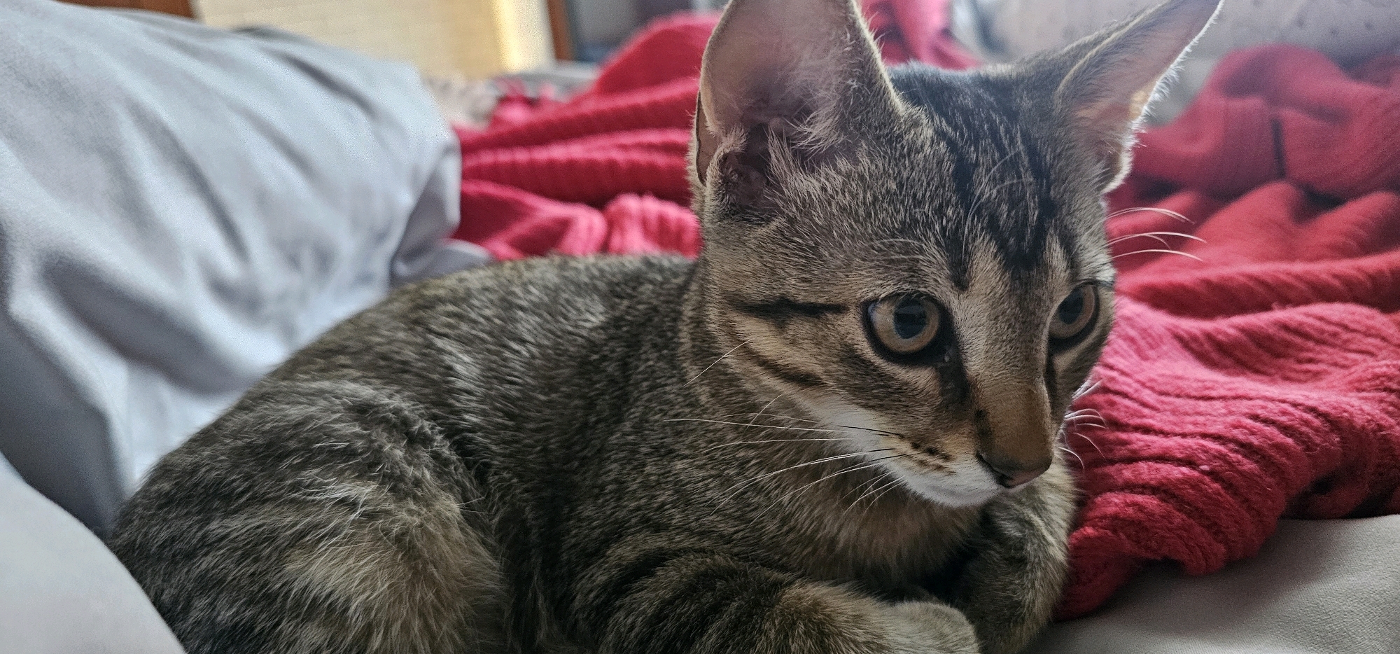A tabby kitten rests on a bed. The kitten is looking to the right of the frame with its body positioned diagonally. A light gray pillow is visible on the left side of the frame, and a bright red blanket is on the right. The background is out of focus, but appears to be an indoor setting.