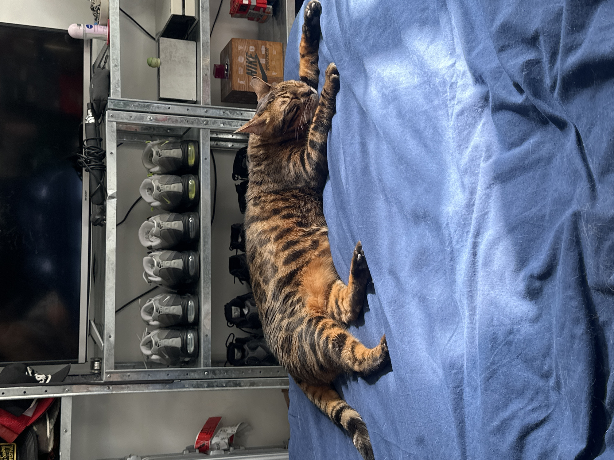 A bengal cat clings to a blue cloth background with its claws extended. The cat's body is oriented vertically in the center of the image, with its head near the top and tail toward the bottom. Behind the cat and to the left is a silver metal shelf unit containing several pairs of gray sneakers and other miscellaneous items. A television is situated adjacent to the shelf. The setting is indoors, though no further details are visible to indicate the location within London. There are no other people or obvious actions occurring in the scene.