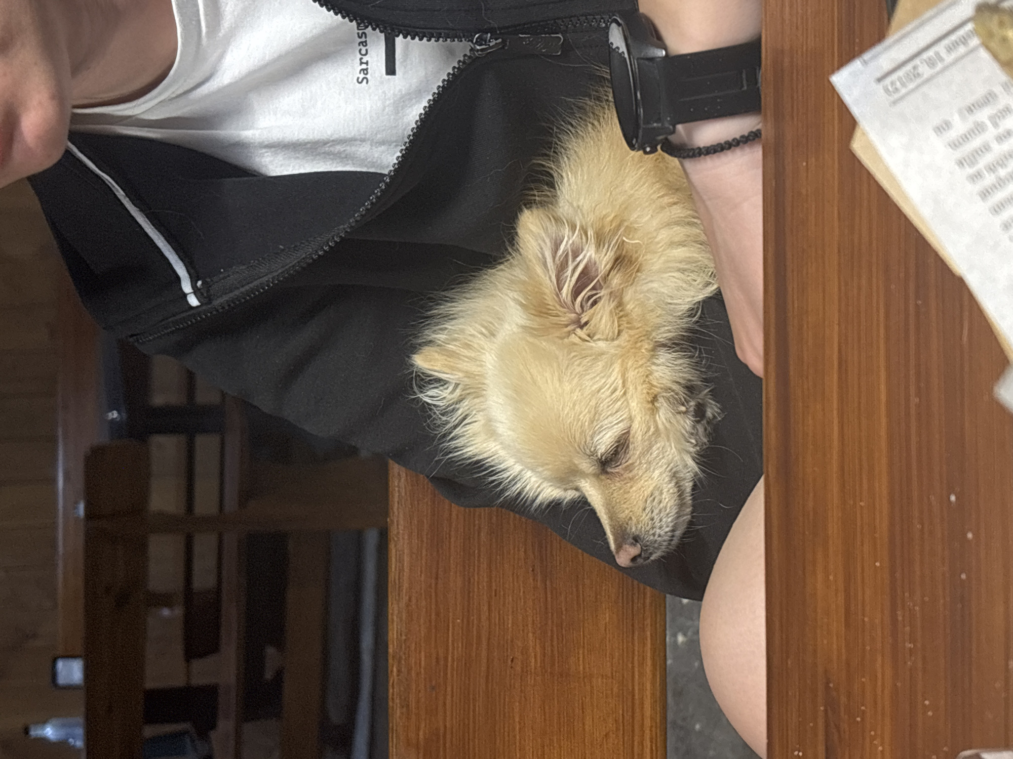 A medium shot taken at a close distance depicts a light-skinned person wearing a white t-shirt and a black zip-up jacket. The person has a black watch and a beaded bracelet on their left wrist. A small, light brown, long-haired dog is nestled in the opened jacket. The person's lap is visible beneath the jacket. The scene is set on a wooden surface, possibly a table. Part of a newspaper or document is visible on the right side of the frame. The lighting appears natural. The location is indeterminate, and there is no evidence to suggest it is in Sofia, Bulgaria.