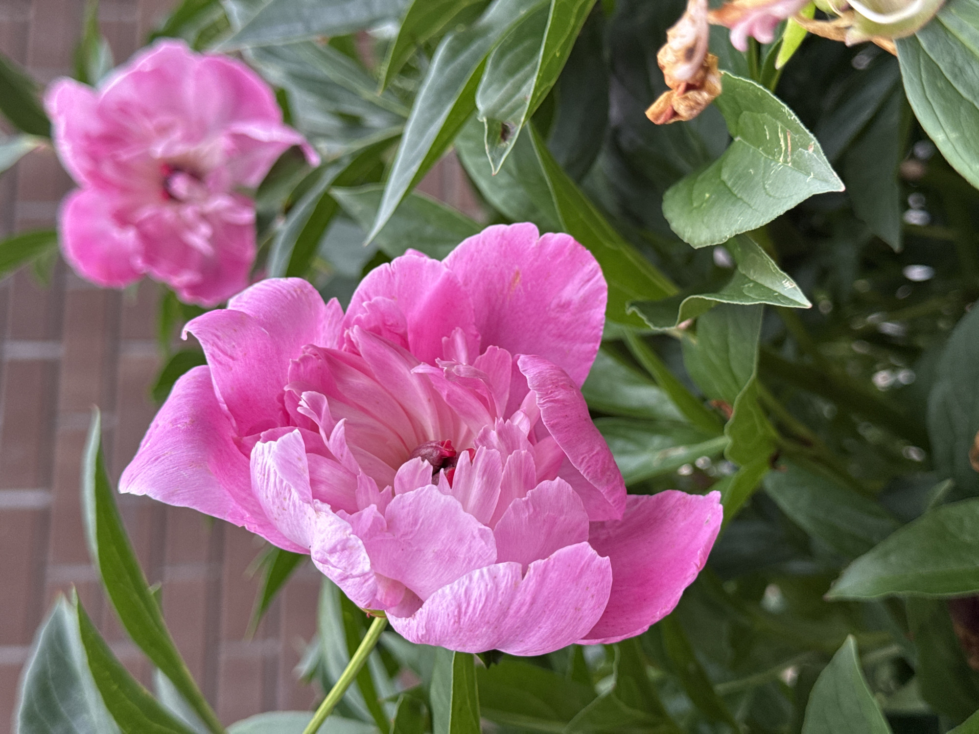The image shows a close-up view of bright pink peonies in bloom. The primary subject is a large, fully open peony in the foreground, its delicate petals unfurling to reveal a deep pink center. To the left and slightly out of focus, another pink peony is visible. The flowers are surrounded by lush green leaves, some of which are tinged with brown at the edges, suggesting the later stages of bloom or perhaps some natural wear. In the background, a hint of a brick wall can be seen, adding a subtle textural element to the scene. The lighting appears soft, consistent with daylight, and there are no overt indications of specific weather conditions beyond the natural environment of blooming flowers. The overall impression is one of natural beauty and the vibrant display of a spring or early summer garden. The setting is outdoors, likely a garden or floral arrangement, in Izhevsk, Russia. There is no visible text in the image.