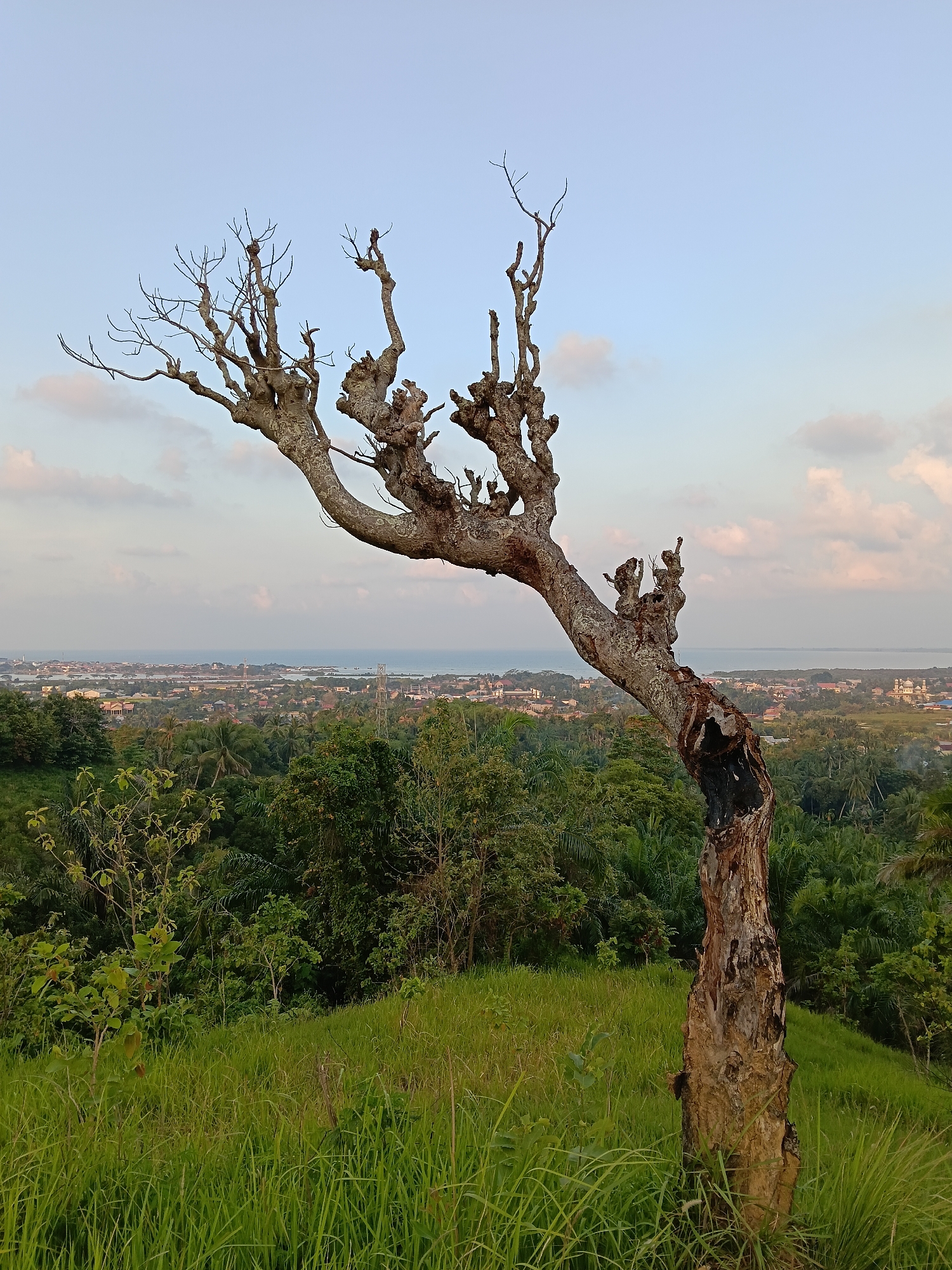 The image presents a panoramic landscape dominated by a prominent, gnarled tree on the right side of the frame. This tree, likely old and partially dead, features a weathered, textured trunk that appears damaged or hollowed out at its base, revealing darker, possibly charred wood. Its numerous branches are bare, twisted, and reaching upwards, exhibiting a distinct, irregular silhouette against the sky.
Beyond the tree, a vast vista unfolds. The mid-ground is covered in lush green vegetation, including dense tropical trees and grassy slopes, suggesting a hilly terrain. In the distance, a coastal town or city sprawls along the shoreline, with numerous buildings and structures visible. The ocean or sea forms the horizon, merging with the pale sky.
The sky is a soft, light blue, with scattered white and pink-tinged clouds, indicating either early morning or late afternoon lighting. The overall scene is static, devoid of human activity. The setting suggests a serene overlook of a vibrant coastal environment, consistent with the location context of Lhokseumawe, Indonesia. There is no visible text in the image.