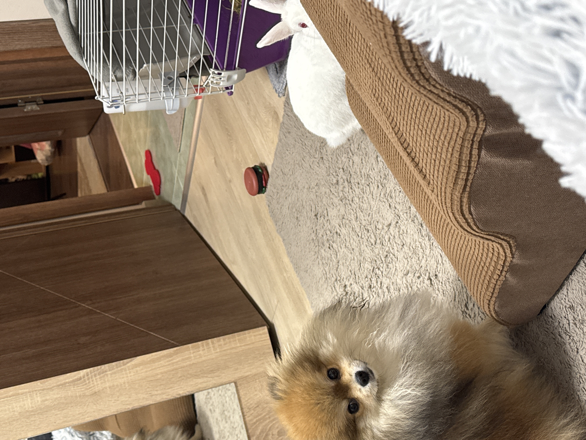 The image shows an indoor scene with a Pomeranian dog and a white rabbit. The Pomeranian, a small fluffy dog with light brown and white fur, is looking directly at the camera. It is sitting on a light brown, textured rug. To the right of the dog, a white rabbit with red eyes is visible. The rabbit is partially obscured by a brown, cushioned object in the foreground. In the background, a white wire cage with a purple base is present, containing some hay. A water bottle is attached to the outside of the cage. The floor is made of light-colored wood. To the left, a wooden cabinet or doorframe is visible. Further in the background, a doorway leads to another room where a red object is on the floor. The scene appears to be in a domestic setting. The location of Burgas, Bulgaria is not depicted or suggested by any elements within the image.