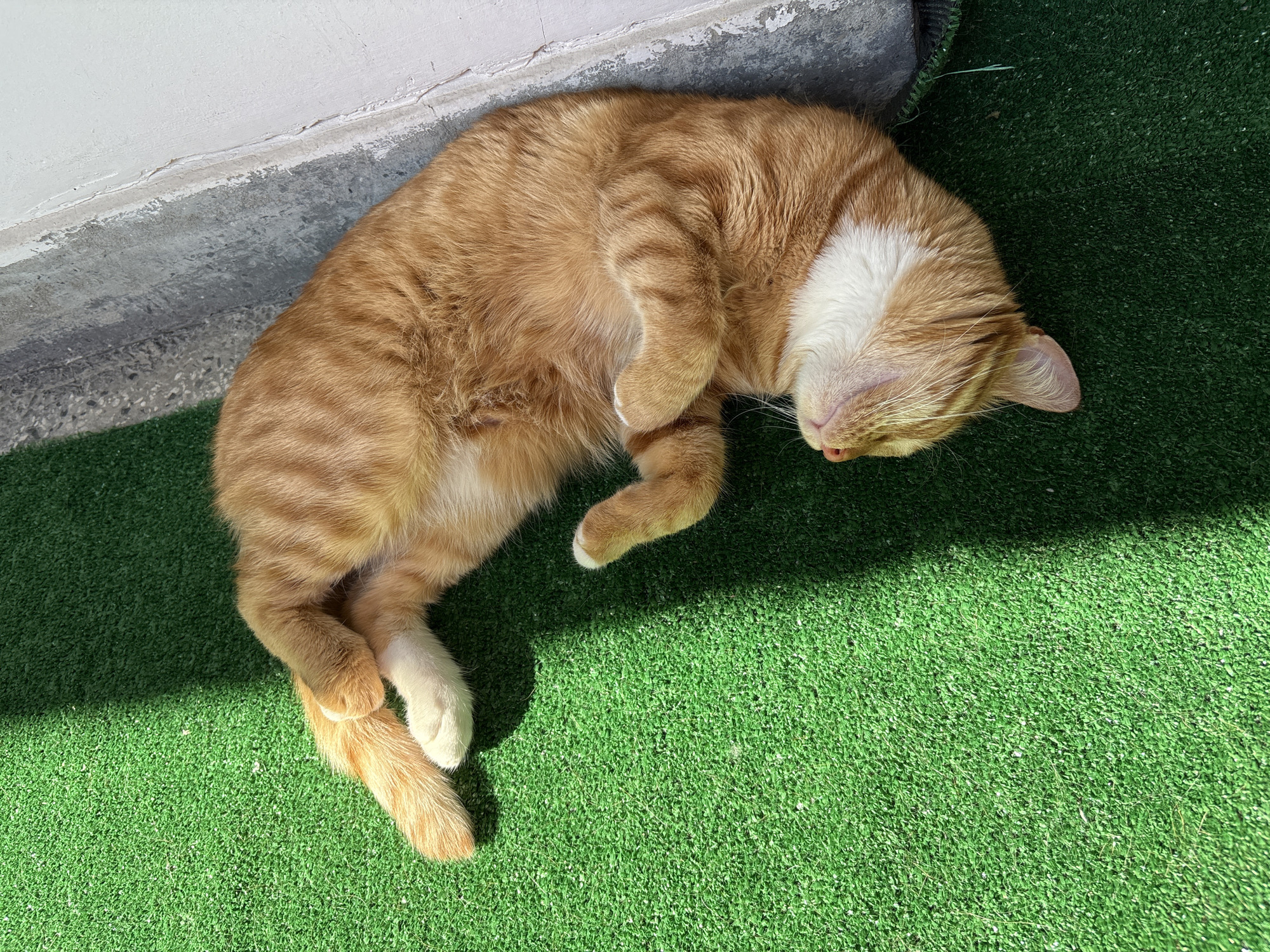 An orange tabby cat is sleeping on a patch of green artificial turf next to a concrete wall. The cat is curled up on its side with its eyes closed and paws tucked in. Sunlight casts a shadow across the turf. There are no people present in the image. The location is the city of Vratsa, Bulgaria.