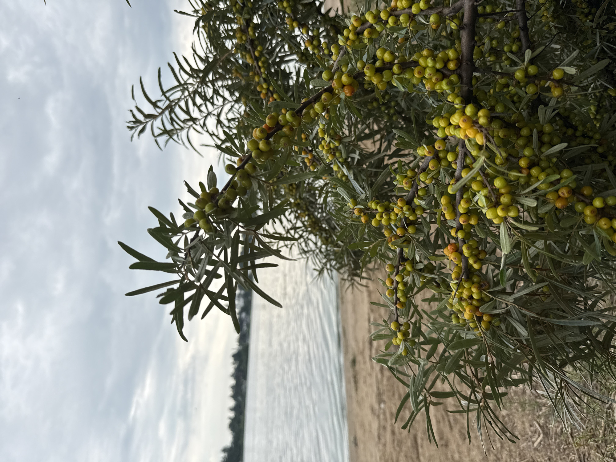 A close-up shot of a sea buckthorn bush laden with small, round, green-to-yellow berries, some with an orange hue. The bush is positioned in the foreground, with its branches and foliage dominating the right side of the frame. In the background, a calm body of water reflects an overcast sky. A sandy shoreline is visible between the bush and the water. The overall setting suggests an outdoor environment, possibly a park or natural area, with the inclusion of the water and beach. The image was taken in Rusanovo, Russia.
