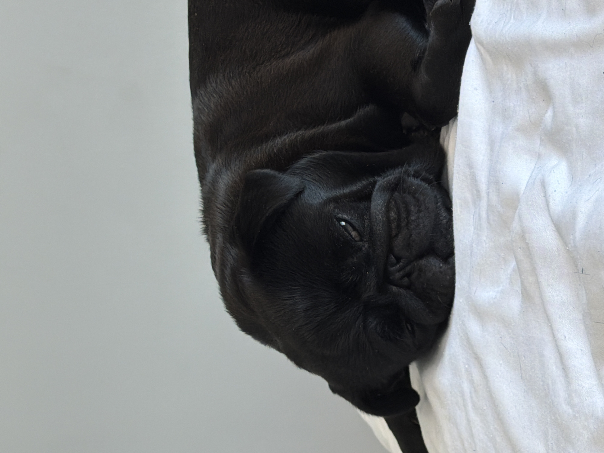 The image is an eye-level shot of a black pug lying on its side on a white surface, possibly a bed. The pug is oriented with its head on the right side of the frame and its body extending towards the left. The background is split between a plain, light gray area on the left and the white surface the pug is resting on, which appears to be fabric with some texture and slight wrinkling.
The pug's face is the primary focus, with its dark fur blending into the shadows of its wrinkles. One eye is partially visible, with a hint of its pupil. The ears are floppy and characteristic of the breed. The pug's paws and legs are tucked beneath its body or partially visible. The lighting is soft, suggesting an indoor setting. There are no visible signs of text or specific location cues that would tie it to Sirius, Russia. The overall mood is one of relaxation or sleepiness.