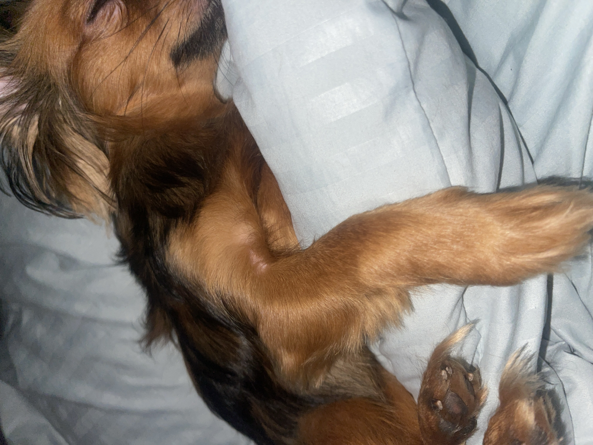 The image displays a close-up, side-view of a small, long-haired dog, likely of a terrier breed, sleeping on a light blue, textured pillow. The dog has reddish-brown and black fur. Its eyes are closed, and its head rests on the pillow. One of its front paws is draped over the pillow. Another paw is visible in the lower-left corner, showing distinct pads and claws. The bedding appears to be a soft fabric, possibly cotton or linen, with a subtle striped pattern. The lighting is dim, suggesting an indoor setting, possibly a bedroom. The scene is devoid of human presence. There is no information provided or discernible from the image that would indicate its location in the city of Марковский, Russia.
