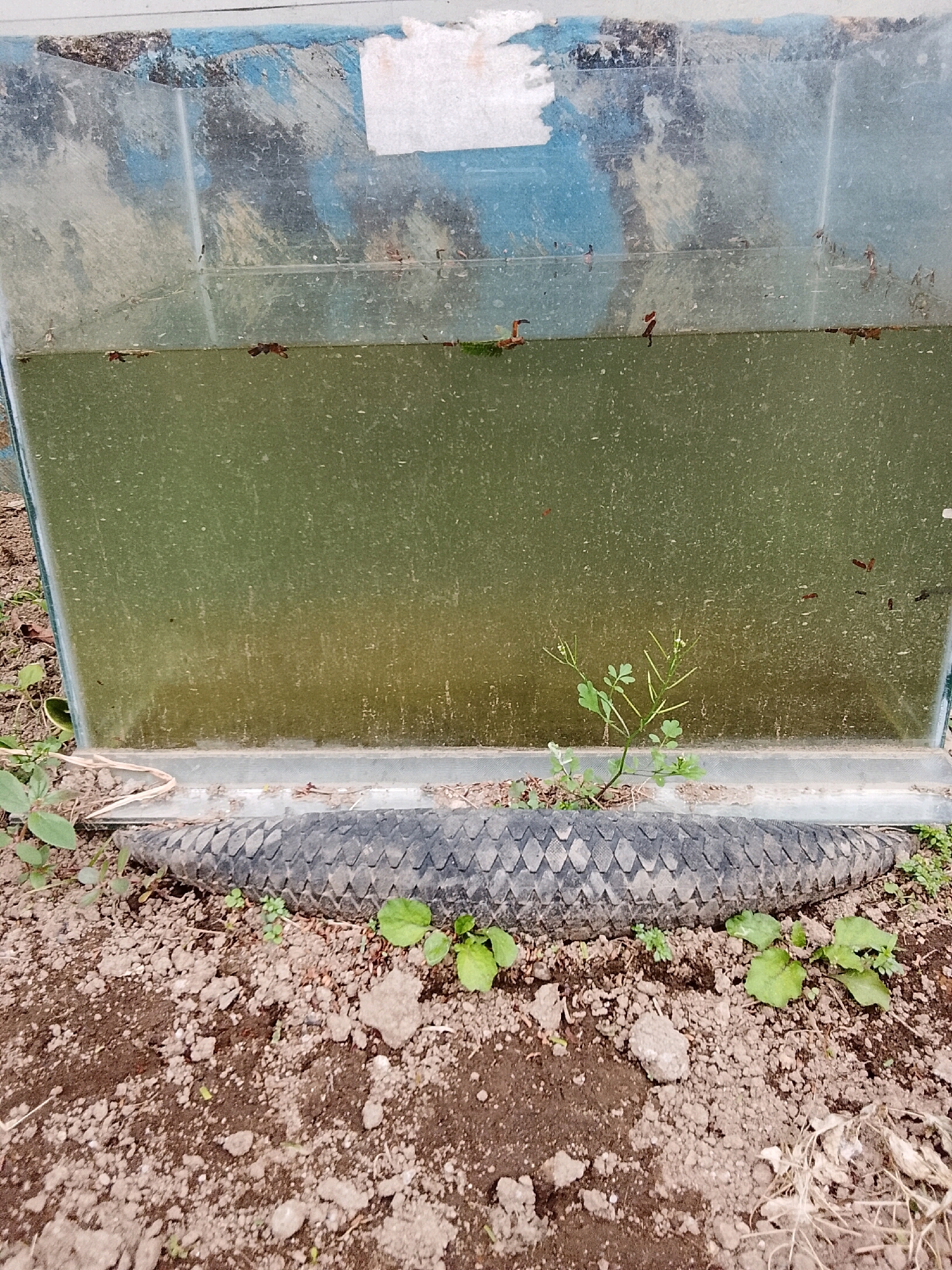 The image displays a partially submerged, rectangular glass tank filled with murky green water. Several small, reddish-brown objects, possibly aquatic insects or larvae, are visible in the water and on the tank's surface. The tank is positioned outdoors, with exposed soil and some small green plants surrounding its base. A section of a tire is placed along the bottom front edge of the tank. The background of the tank shows a faded, abstract pattern of blues and whites. The scene appears to be an outdoor setting in a rural or semi-urban environment, possibly a garden or a backyard.