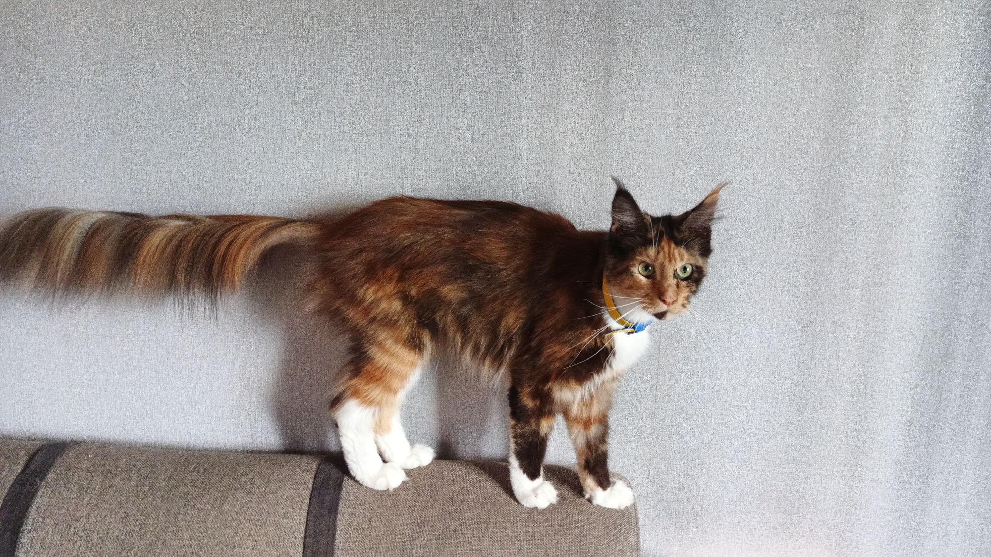 A calico cat stands on a couch with a textured gray wall in the background. The cat has long fur and a bushy tail with stripes of brown, tan, and white. Its ears are pointed, and its eyes are green. The cat is wearing a blue and yellow collar. The couch is upholstered in a brown, textured fabric. The background wall has a subtle, repeating pattern. The lighting suggests an indoor environment. There is no indication of the cat's location in Kryvyi Rih, Ukraine.