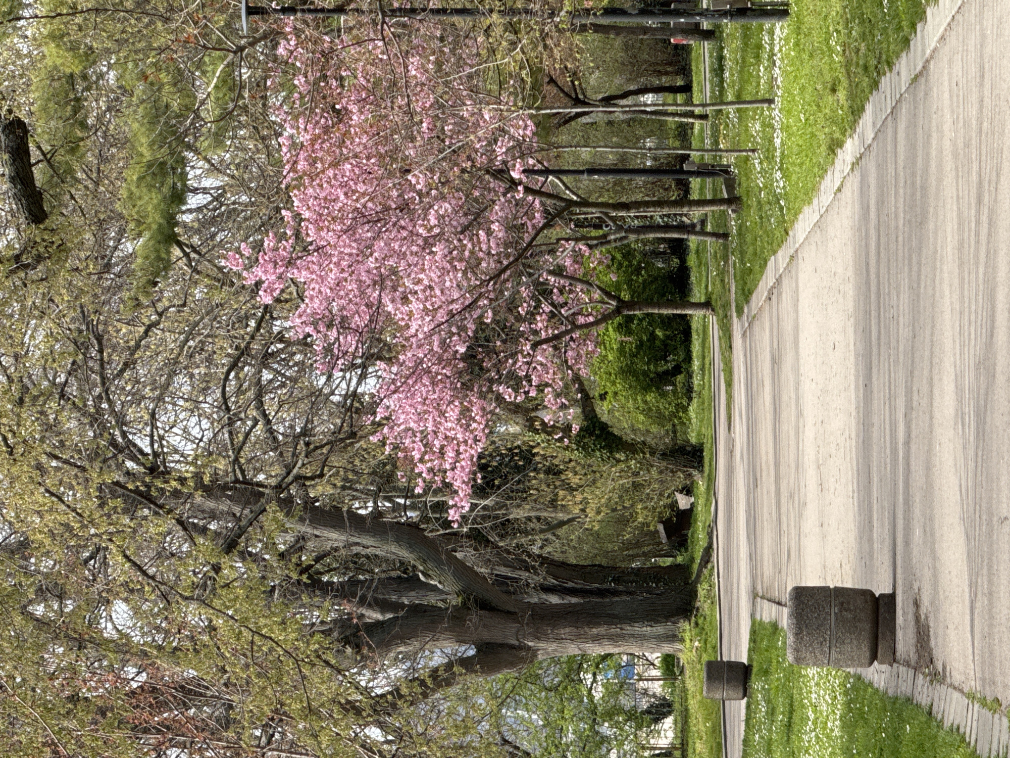 An outdoor scene shows a sidewalk with trees and grass alongside it. The trees include a large, mature tree with sparse green foliage and a smaller tree with pink blossoms. A grey sidewalk runs along the right side of the image, flanked by a strip of green grass with small white flowers. Concrete bollards are spaced along the edge of the sidewalk. There are several additional trees in the background. The location is likely in the city of Varna, Bulgaria, but this is not directly confirmed by the image. The scene appears to be a park or public green space.
