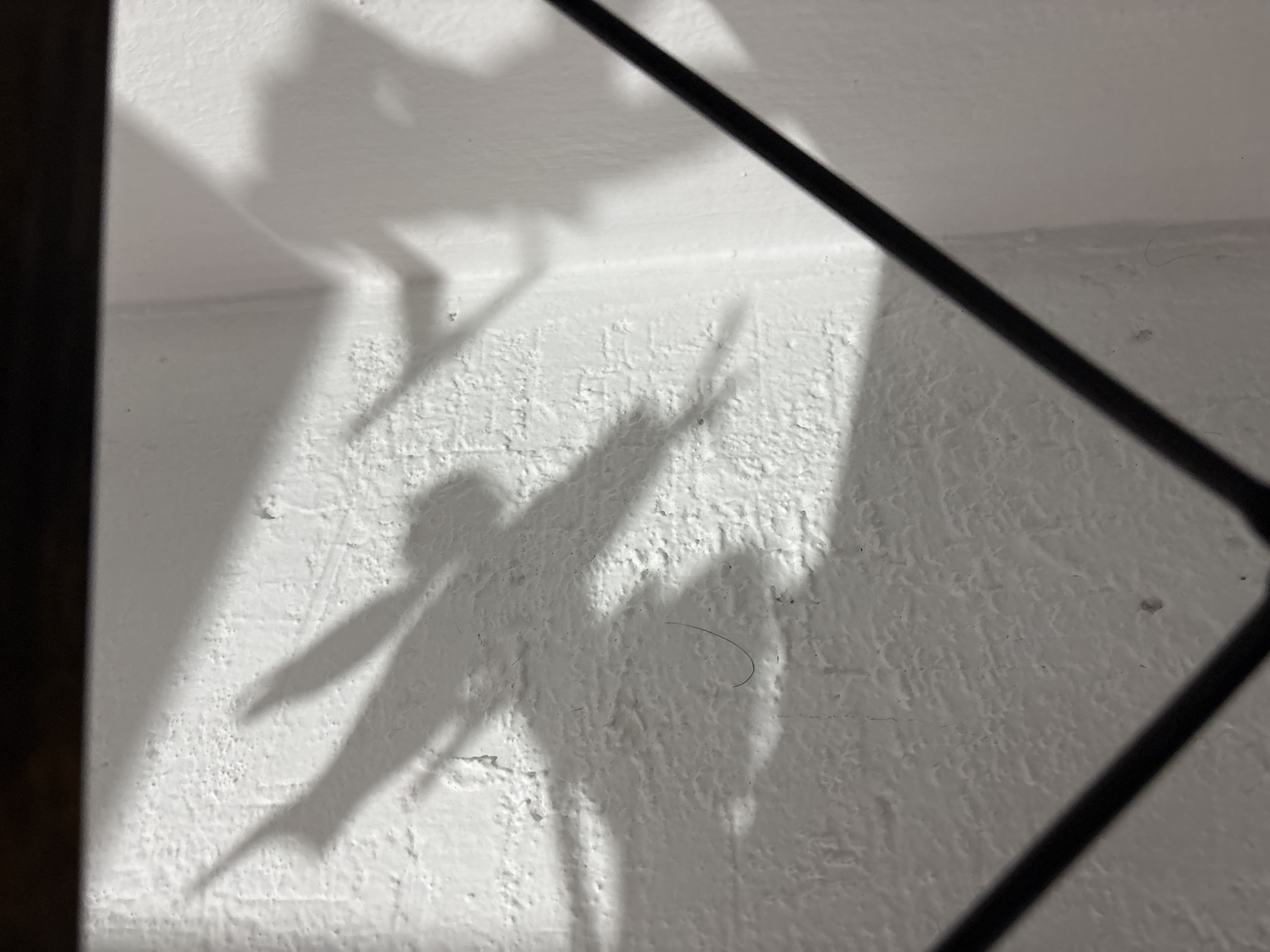 The image displays a close-up, low-angle view of shadows cast on a textured, white-painted wall, likely brick, in Cuernavaca, Mexico. The shadows suggest the presence of an object with a distinct silhouette, possibly an airplane or a bird with extended wings, creating a distinct shadow shape with a prominent fuselage and pointed wingtips. The light source appears to be positioned to the left, casting long, sharp shadows across the uneven surface of the wall. The environment is indoors, indicated by the artificial lighting and the presence of what appears to be a dark, metallic frame in the foreground, diagonally bisecting the lower portion of the image. A single dark hair is visible on the wall in the center left of the frame. The scene is static and devoid of human presence.