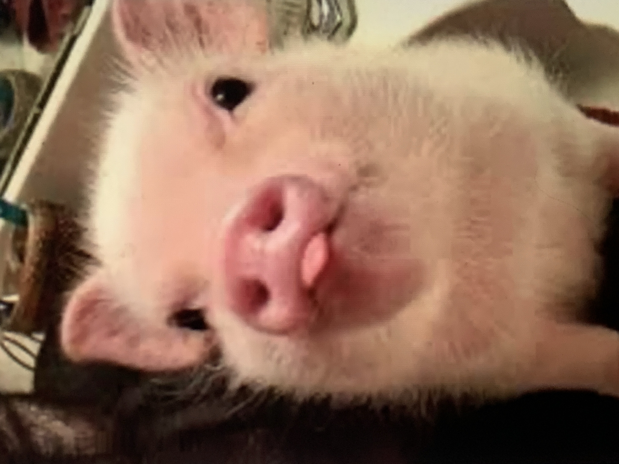 A close-up shot features a pink piglet lying on its side with its tongue sticking out. The piglet has a large, pink snout and small, black eyes. The background is blurry, making it difficult to discern specific details about the environment. There is no clear indication of the location in Barcelona, Spain.