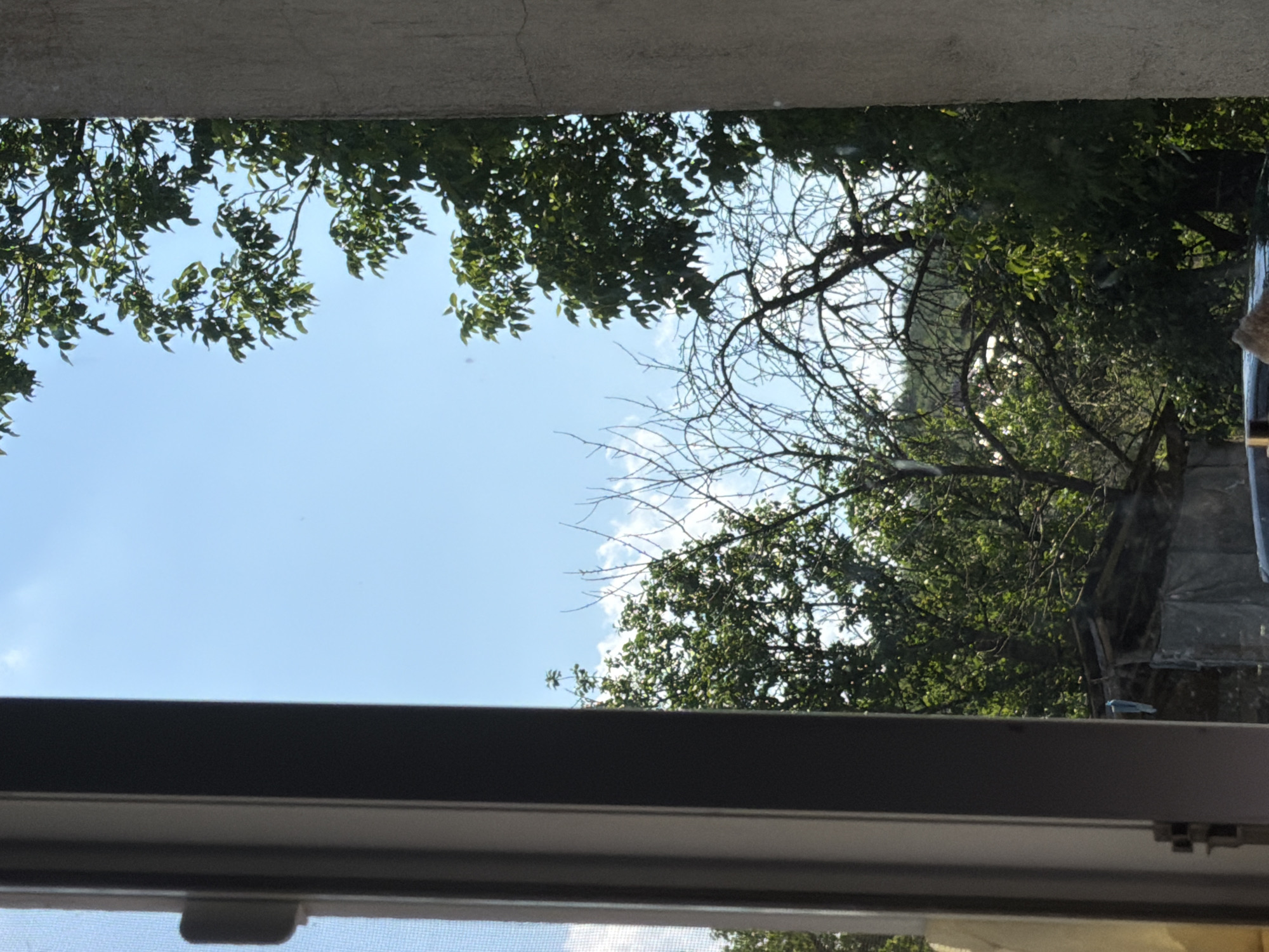 The image presents an outdoor scene viewed through a window, looking upwards towards the sky and tree canopies. The perspective is from inside, with a concrete-like structure visible along the top edge of the frame, possibly a ceiling or overhang. A dark gray window frame occupies the bottom portion of the image, with a lighter gray section and a fine mesh screen visible beneath it, featuring a small white latch or handle.
The central subject of the outdoor view is a bright blue sky, scattered with a few small, wispy white clouds, indicating clear weather. The sky is predominantly framed by the foliage of various trees. On the left and top-left, a tree with dense, vibrant green leaves is prominent. Towards the right, a tree with bare, intricate, dark branches stands out against the sky, suggesting it might be dormant or a different species. Further to the right, behind the trees, a darker, possibly rustic, structure or building is partially visible, its details obscured by the surrounding foliage.
The scene appears to be set during the daytime due to the bright sunlight illuminating the sky and trees. There are no people visible, nor any specific activities taking place. No discernible text is present in the image. The overall impression is one of observing nature from an indoor, sheltered vantage point.