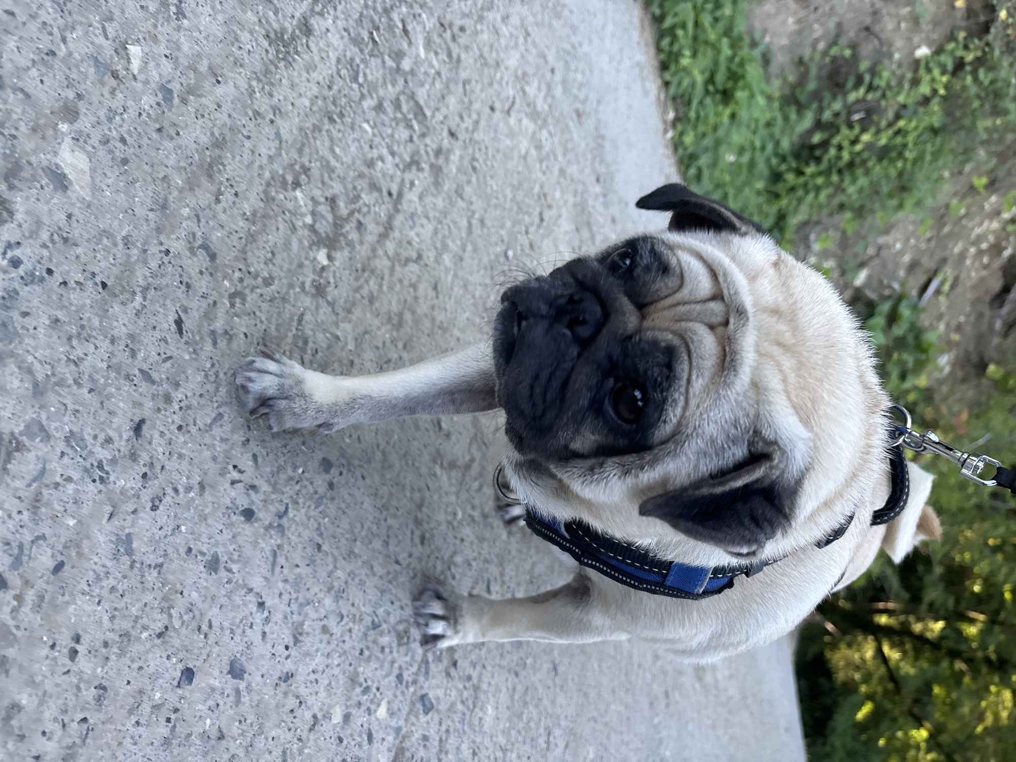 A fawn-colored pug dog is walking on a concrete path, its body angled towards the camera. The dog is wearing a blue and black harness with a silver leash clip attached. The background shows a wooded area with green foliage and trees, suggesting an outdoor setting. The terrain to the left appears to be a slope covered in vegetation. The lighting indicates it is daytime. There is no visible indication of the location being in Sochi, Russia.