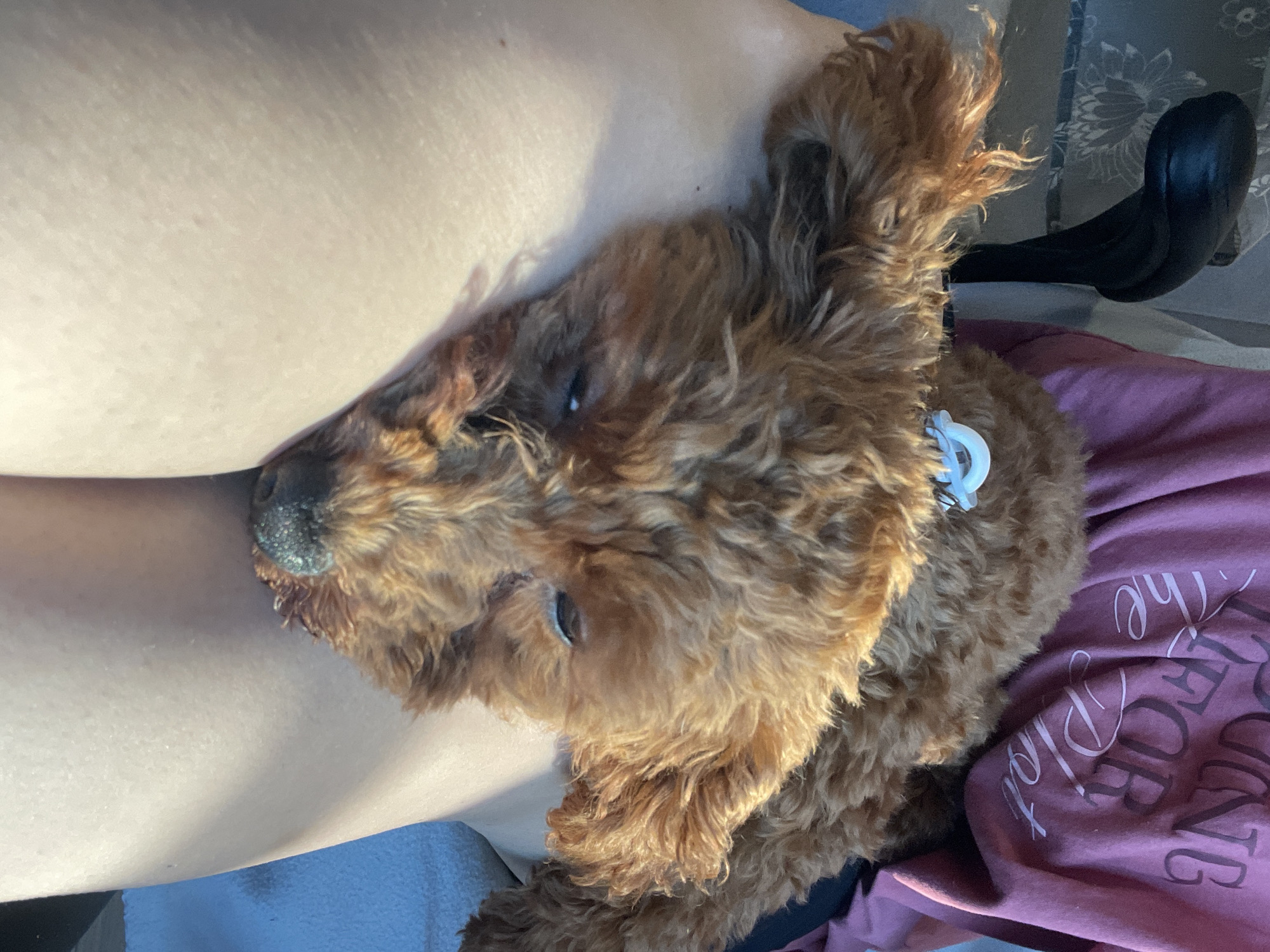A reddish-brown dog with curly fur rests its head on a light-skinned person's body, likely an arm or shoulder. The dog has a blue collar. The person is wearing a maroon shirt with a light pink inscription, while an unknown black object is visible in the upper right corner, and part of a blue object is in the lower left corner. The setting appears to be indoors. No information in the image suggests that it was taken in Sofia, Bulgaria.