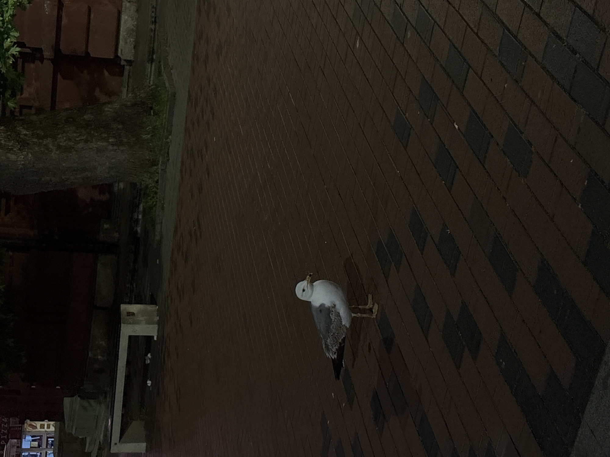 The image displays a nighttime urban scene in Varna, Bulgaria, centered on a single adult seagull positioned on a brick-paved pedestrian area. The seagull, characterized by white plumage on its head and underparts and grey plumage on its back and wings, stands in the lower-middle portion of the frame, facing slightly left with its head tilted, and appears to be holding a small, light-colored object, consistent with food, in its beak. The ground is paved with rectangular bricks in shades of dark brown and black, arranged in a pattern, with some areas appearing damp or reflective. In the background to the left, a light-colored concrete bench is visible, beneath which several pieces of white litter are scattered. Further left, a brightly illuminated commercial sign with the word "PIZZA" is partially visible. To the right, a thick tree trunk rises against a dark reddish-brown building or wall, which features distinct rectangular block-like architectural elements. The scene is dimly lit, with artificial light sources primarily emanating from the left side, illuminating the "PIZZA" sign and casting subtle reflections on the paved ground. No human figures are present.