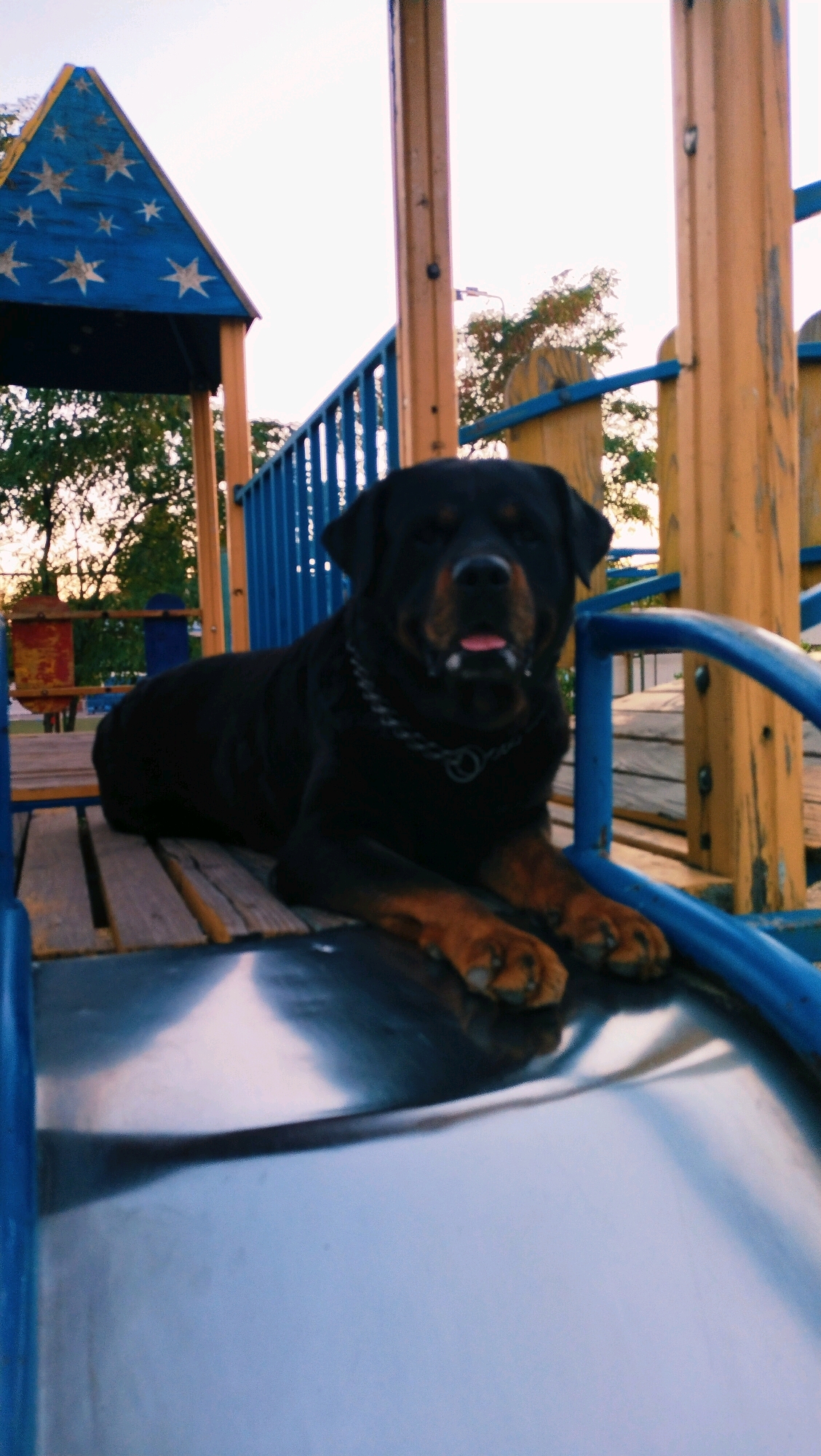 The image shows a black Rottweiler dog lying on a wooden platform of a playground slide. The dog is facing the camera, with its tongue slightly out and its head tilted. The slide itself is made of metal and is blue. In the background, there is a playground structure with blue and yellow elements, and trees. The sky is visible at the top of the image, with a pale, possibly early morning or late evening light. The dog is wearing a dark chain collar with a circular pendant. The dog's paws are resting on the edge of the slide. The scene appears to be outdoors. The location is the city of Horishni Plavni, Ukraine.
