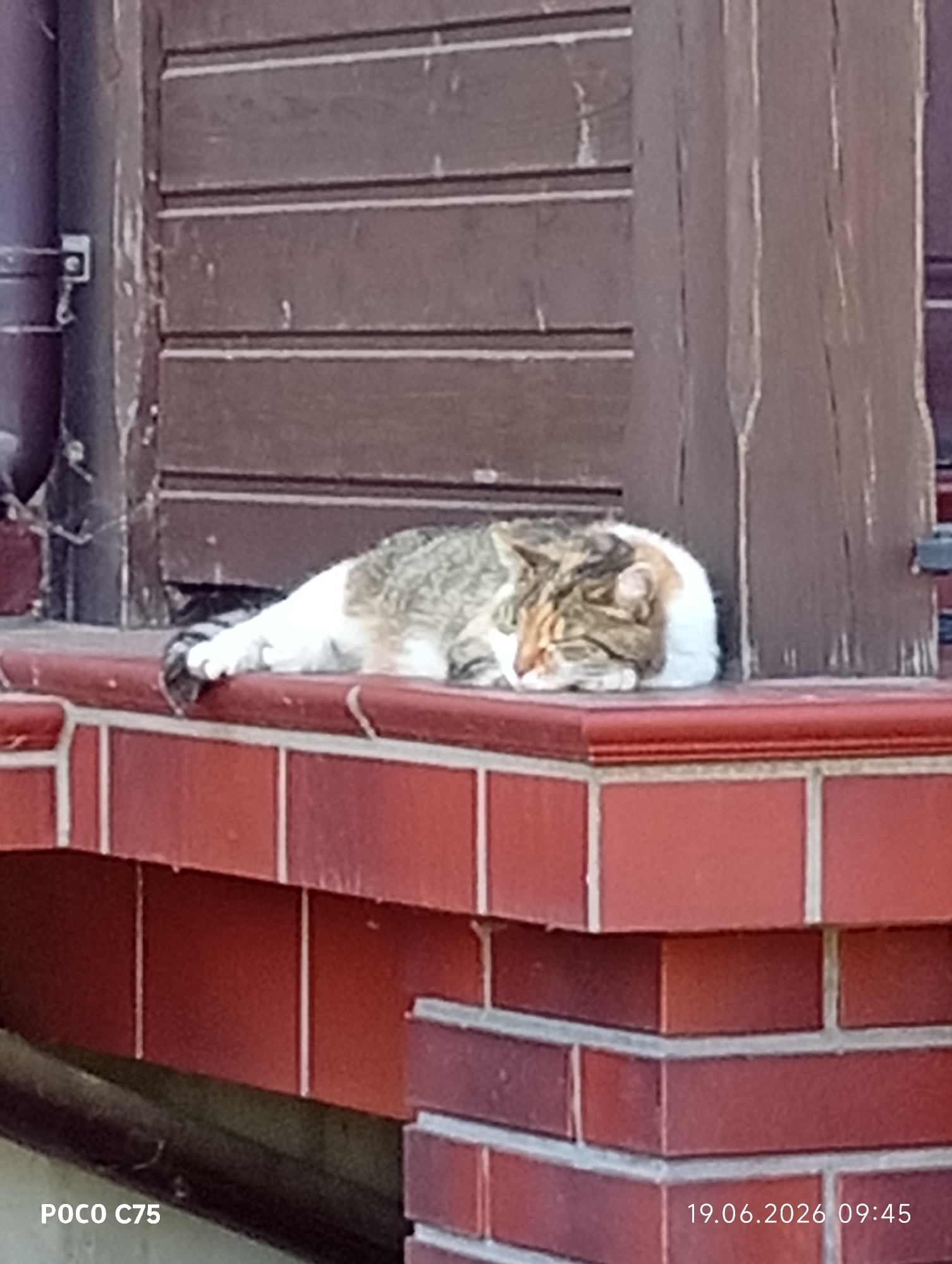 A calico cat sleeps on a brick ledge. The cat is curled up, with its head resting on its paws. The background consists of a brown wooden structure with horizontal slats and a dark purple pipe on the left. The ledge is made of red bricks with white grout. The image has a timestamp in the bottom right corner reading "19.06.2026 09:45" and a watermark in the bottom left corner reading "POCO C75". The scene appears to be outdoors, possibly a residential area or a garden. There is no information to indicate the location is in Wrocław, Poland.