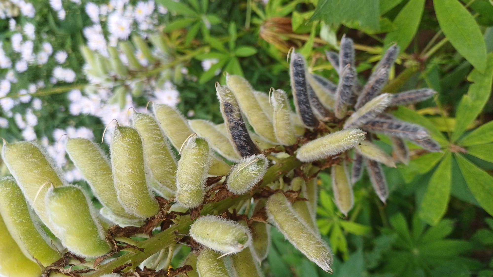 A close-up shot focuses on the seed pods of a lupine plant, likely in a garden in Podgornoye, Russia. The plant features numerous elongated, fuzzy pods that are pale green and tipped with a dried, brown remnant. Some of the pods, clustered towards the lower right of the frame, have begun to darken and show visible seeds within, indicating they are mature and likely drying out. The background is softly blurred, revealing a green foliage of the lupine plant and a cluster of small white flowers, possibly asters, suggesting a late summer or early autumn scene in a cultivated outdoor space.
