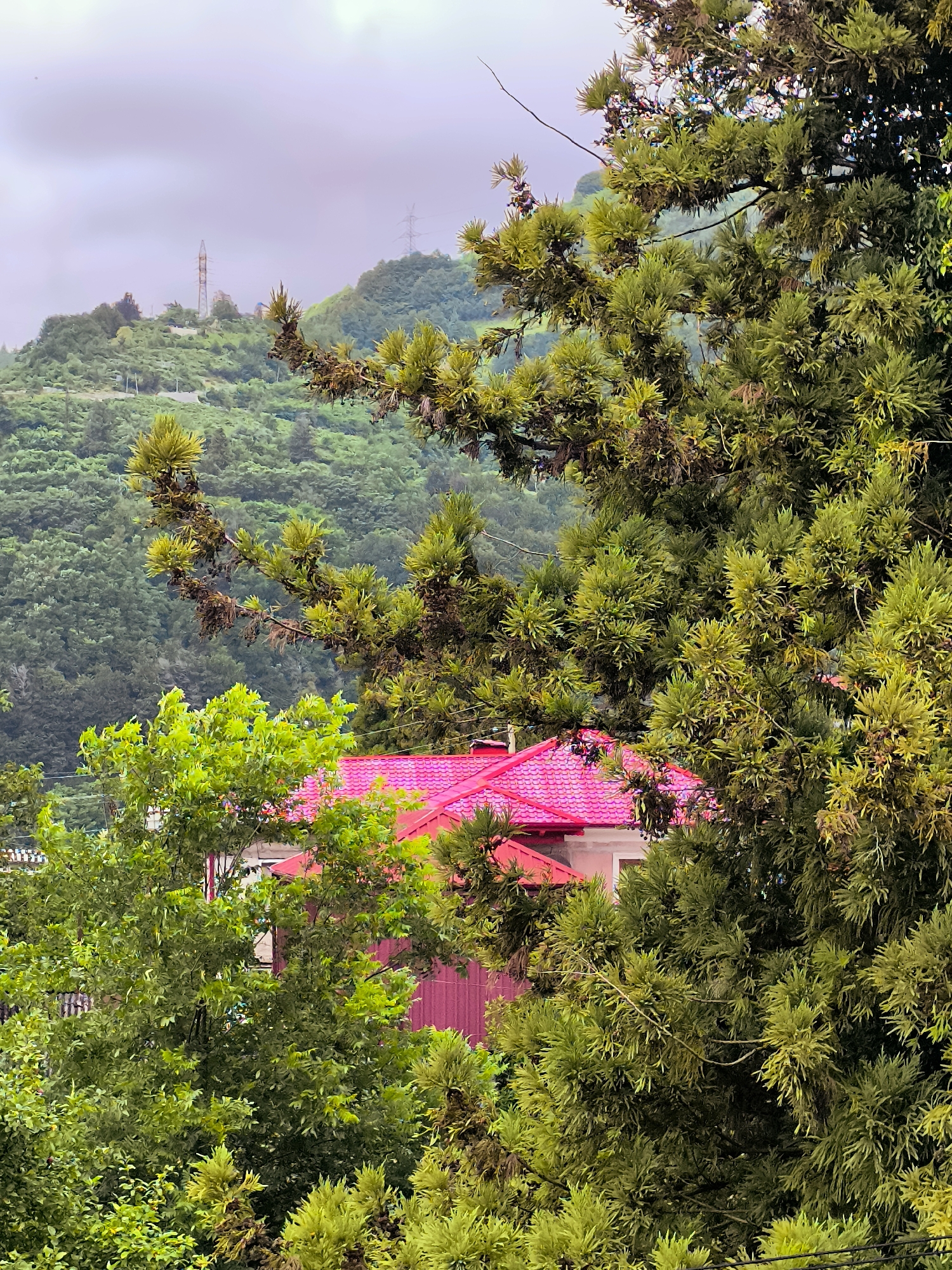The image depicts a scene in Batumi, Georgia, characterized by lush green foliage and a distinct pink-roofed building nestled amongst the trees. In the foreground, the dense canopy of evergreen trees, with their characteristic needle-like leaves, dominates the frame, partially obscuring the view of the building. Some of these trees show signs of browning or drying, suggesting a mix of healthy and aging vegetation. To the left of the frame, a tree with lighter green, more delicate leaves stands out, contrasting with the darker, more robust evergreens.
Behind the trees, a building with a vibrant pink, tiled roof is visible. The walls of the building appear to be a muted pink or red color. The architecture suggests a residential structure.
In the background, rolling green hills rise, densely covered with a variety of trees, creating a textured, verdant landscape. A prominent communication tower, likely for broadcasting or cellular signals, stands on one of the hilltops. Another, more distant, electrical pylon is also visible, indicating the presence of power infrastructure. The sky above is overcast with soft, diffused light, suggesting either an early morning, late evening, or a cloudy day. The overall impression is one of a somewhat humid, possibly mountainous, environment, typical of coastal regions like Batumi. There are no people or animals visible in the image.