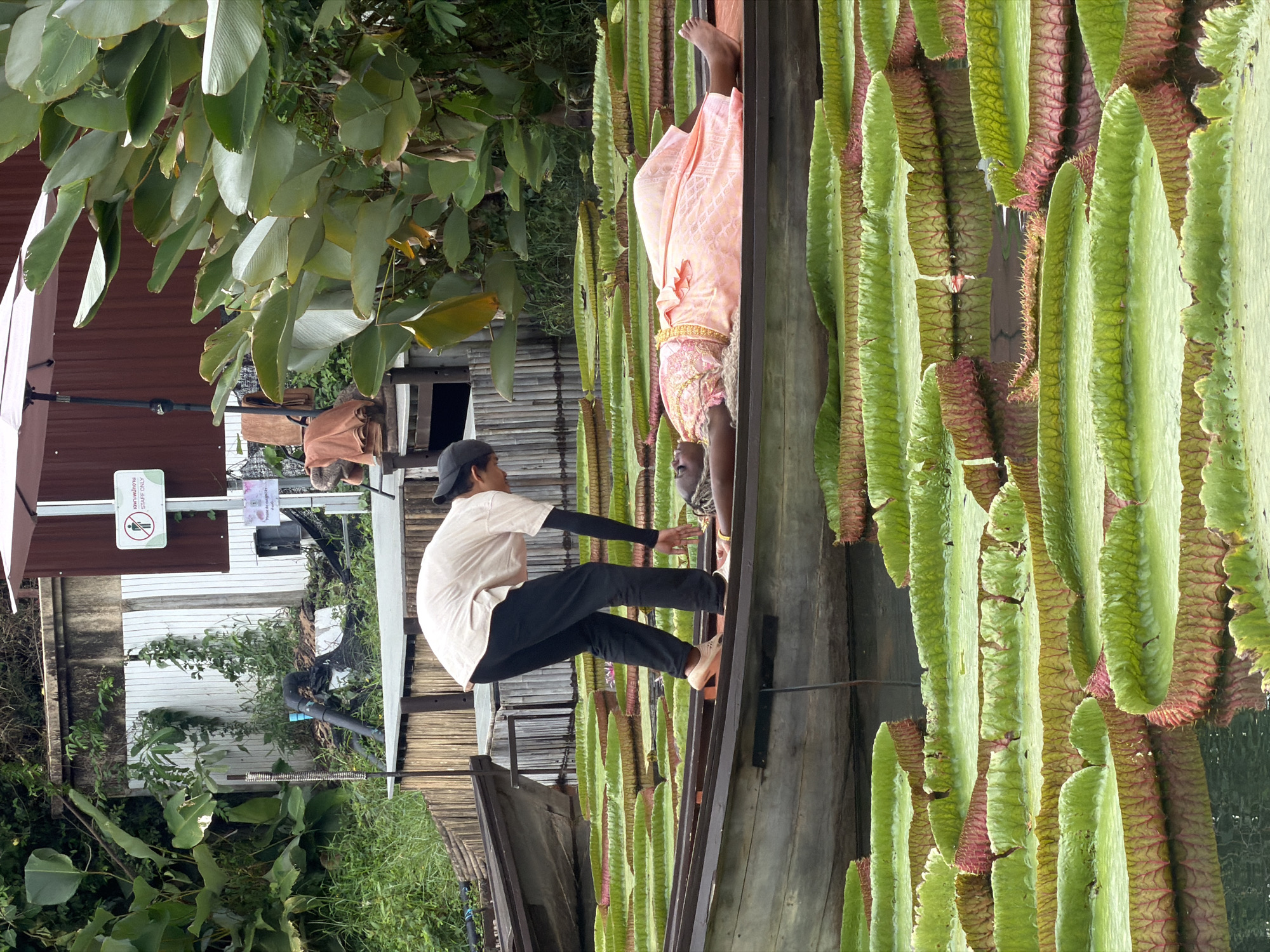 The image depicts a scene in Thep Krasatti, Thailand. A person in a light-colored shirt, black pants, and a baseball cap is barefoot and appears to be stepping onto a narrow, dark-colored structure, possibly a walkway or boat. An individual in traditional Thai dress in pink and gold stands on the other side. Both figures are positioned near a cluster of giant water lily pads. The background includes a building with a brown facade, foliage, and a sign with Thai script. A second, smaller building is also present. The image appears to be rotated 90 degrees counterclockwise.