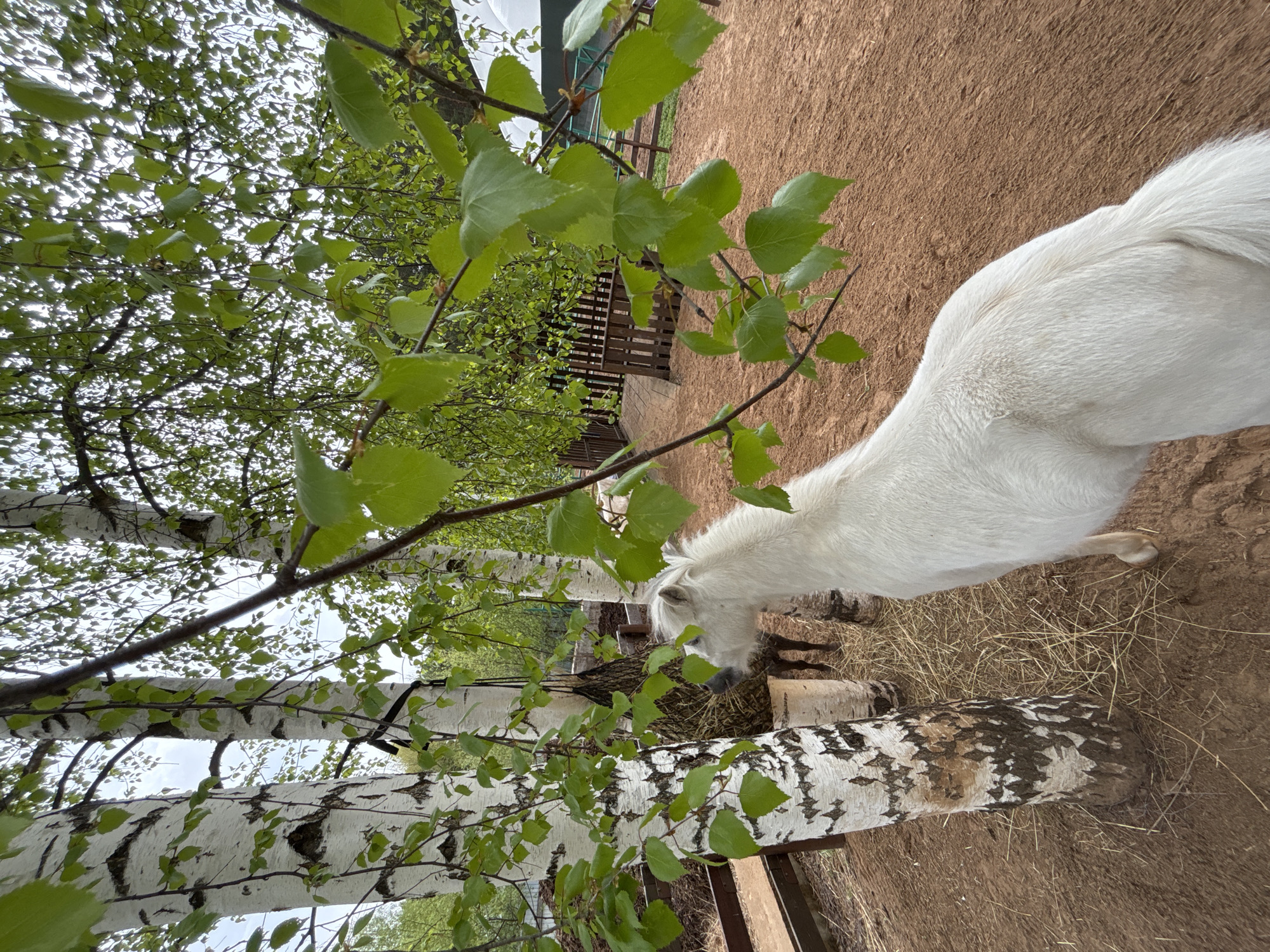 A white pony is eating hay in Русский Вожой, Russia. The pony is standing near birch trees and a brown dirt area.