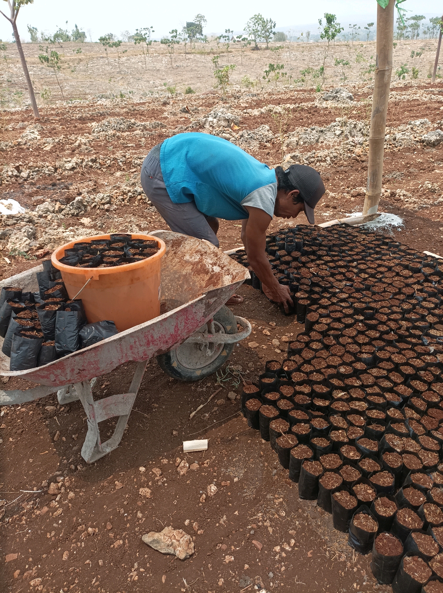 In Merakurak, Indonesia, a man wearing a blue shirt and dark pants is planting seedlings in a field. He is kneeling beside a large collection of seedlings in black bags, arranging them neatly on the brown soil. In the background, a wheelbarrow filled with more seedlings and an orange bucket is parked nearby. The landscape is dry and rocky, with sparse vegetation and trees in the distance under a hazy sky.