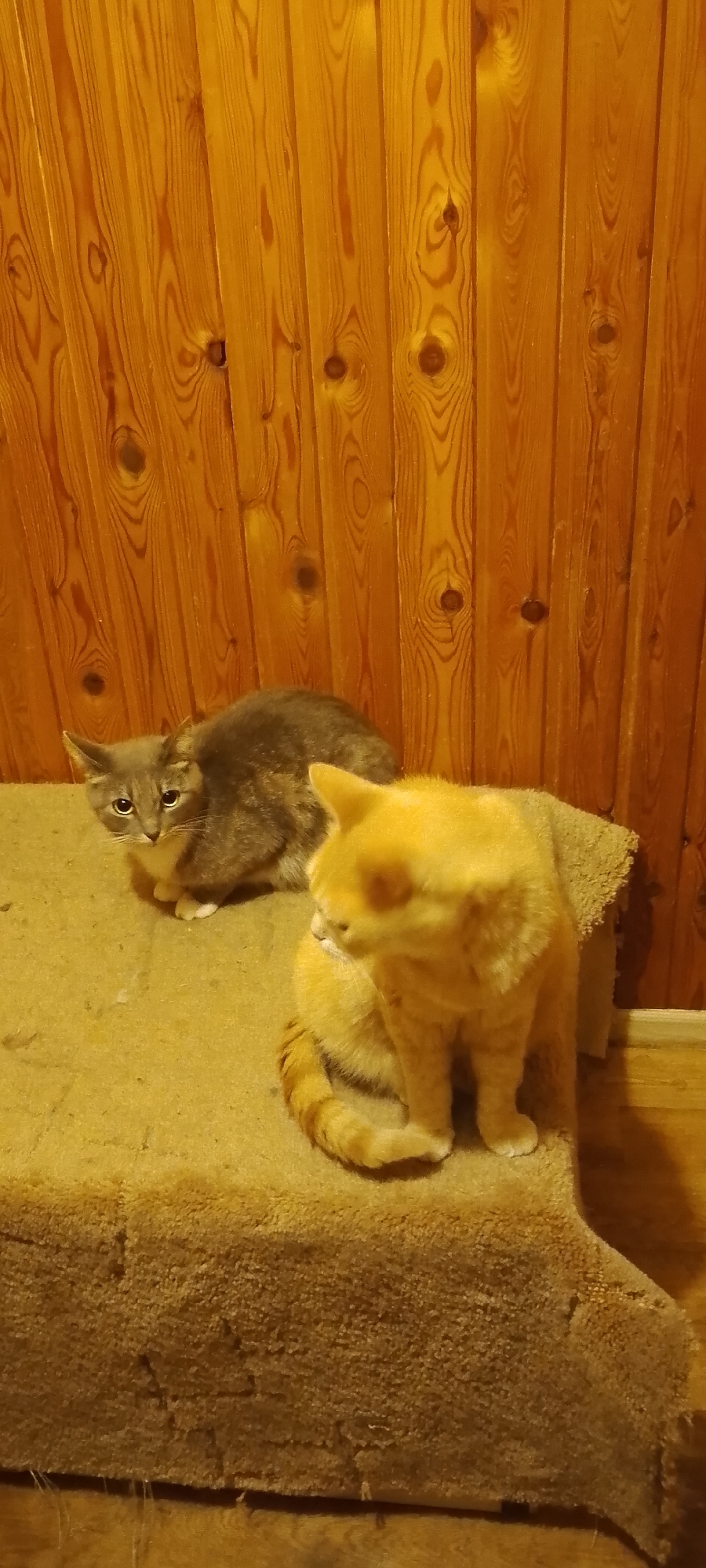 Two domestic cats are sitting on a carpeted surface in front of a wooden wall. The cat on the left is grey with some darker tabby markings and is looking at the camera. The cat on the right is orange and its face is out of focus, it is looking to the left. The wooden wall is made of vertical planks with visible knots. The carpeted surface appears to be a step or a ramp. The lighting is warm and appears to be artificial. There are no people visible in the image. The image is likely taken indoors, possibly in a residential setting. There is no information within the image to indicate the specific location in Belgorod, Russia.